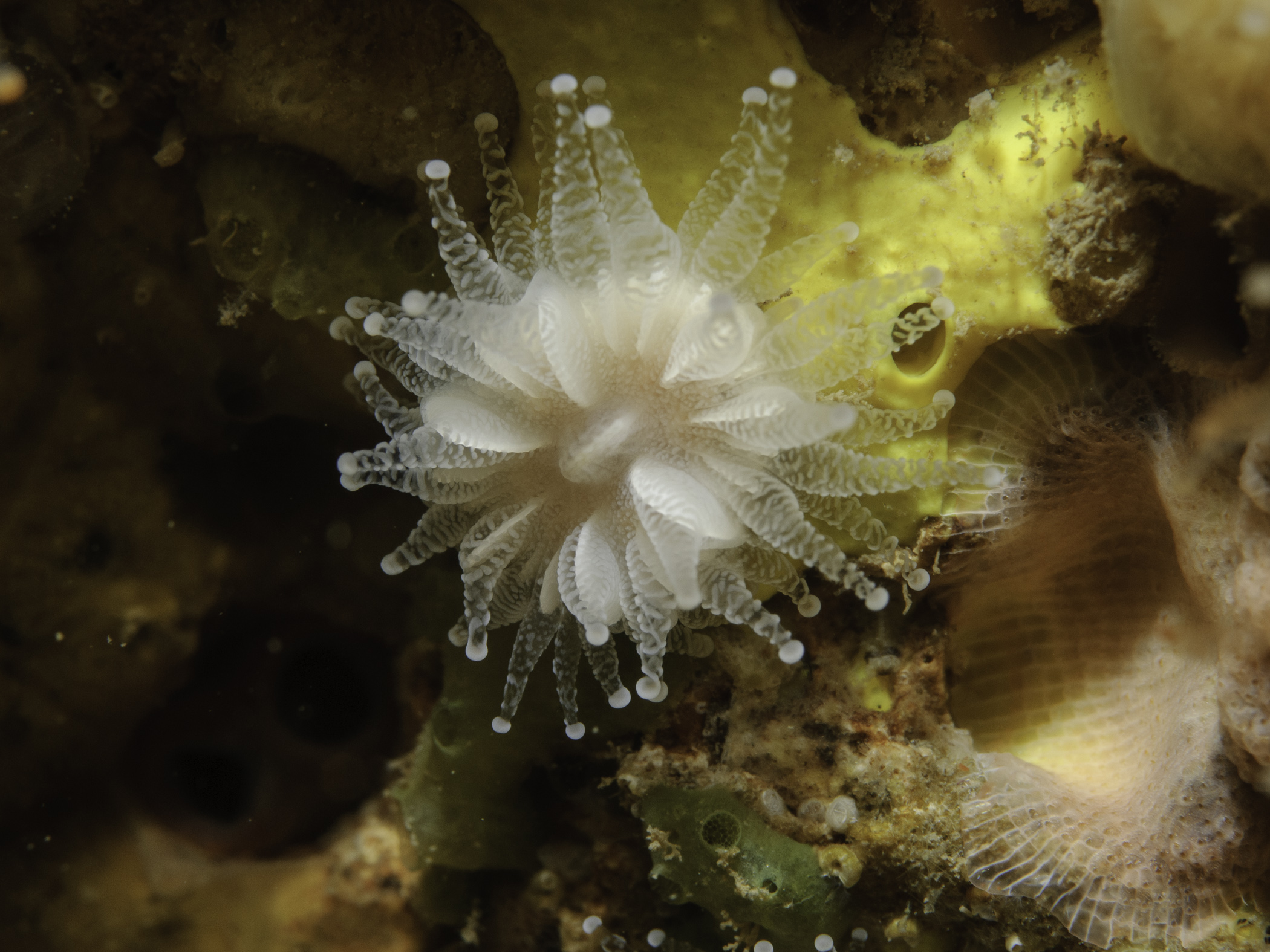 image: Caryophyllia inornata. Rathlin Island, 2007.