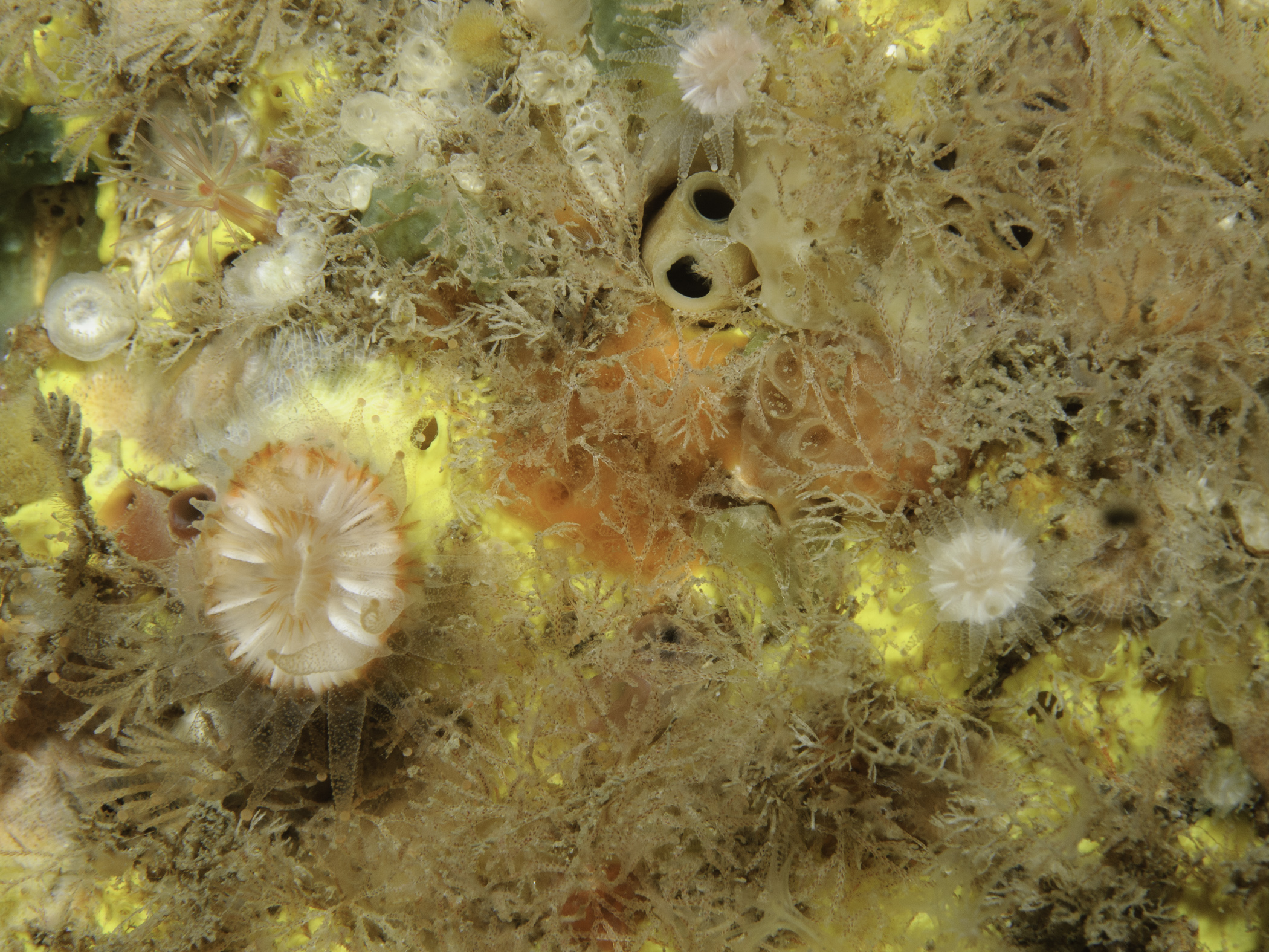 image: Caryophyllia inornata. <i>Caryophyllia inornata</i> beside <i>Caryophyllia smithii</i> (left-hand side), Rathlin, 2007.