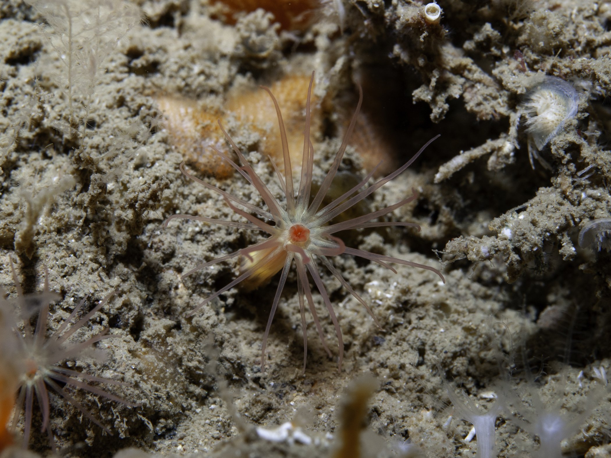 image: Edwardsiella carnea. Rathlin Island, 2007.