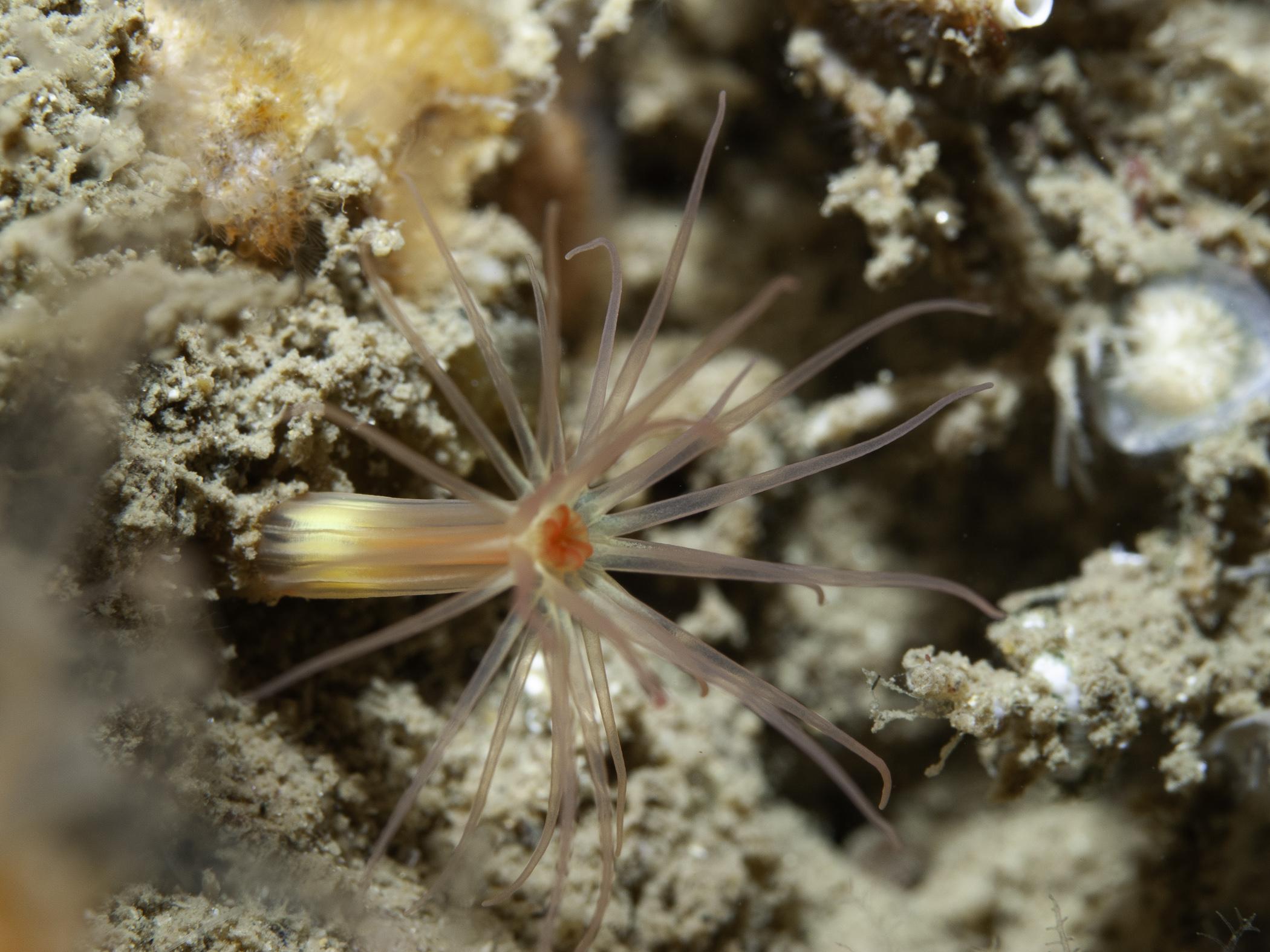 image: Edwardsiella carnea. Rathlin Island, 2007.