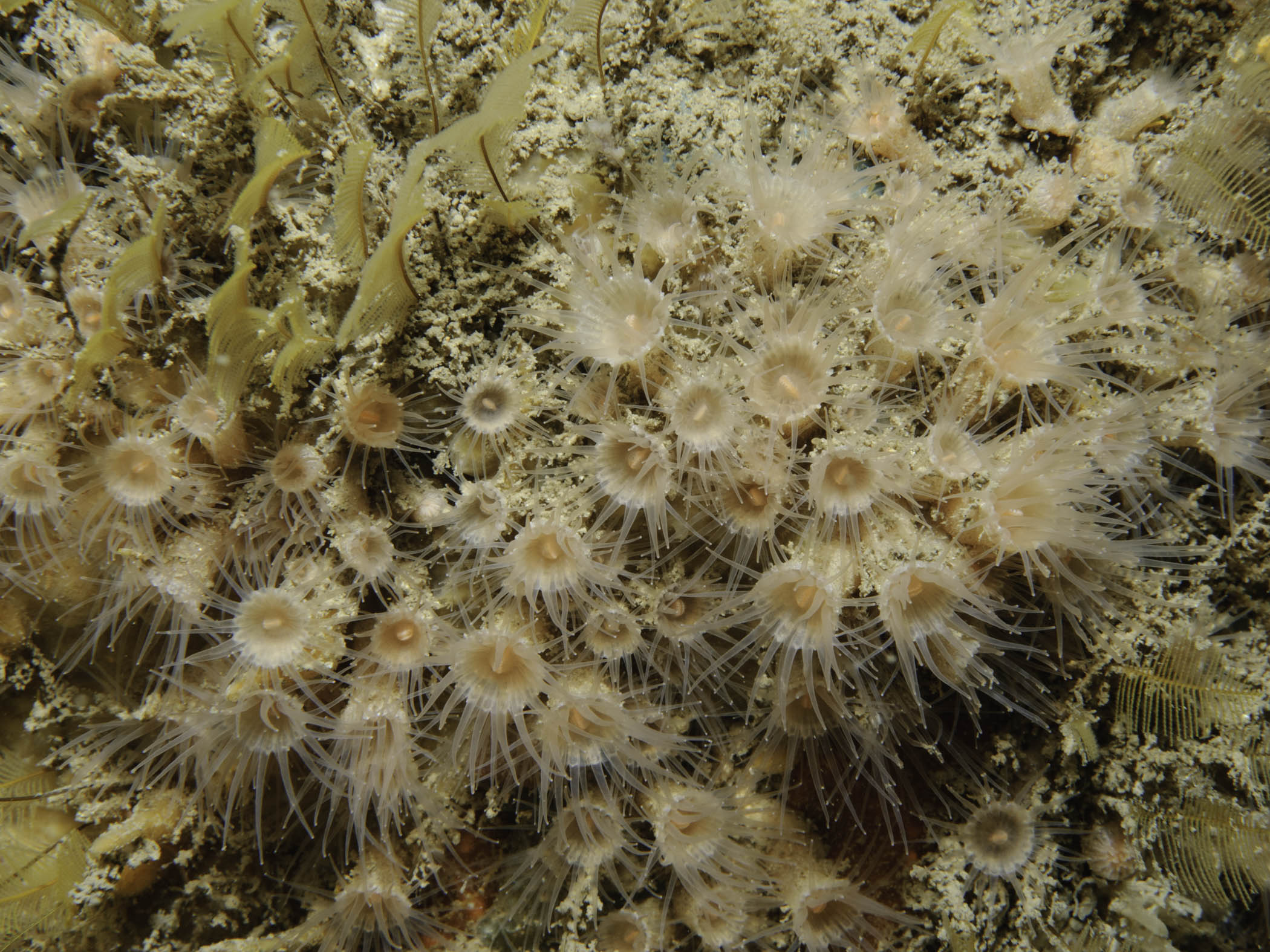 image: Epizoanthus couchii. Rathlin Island, 2007.