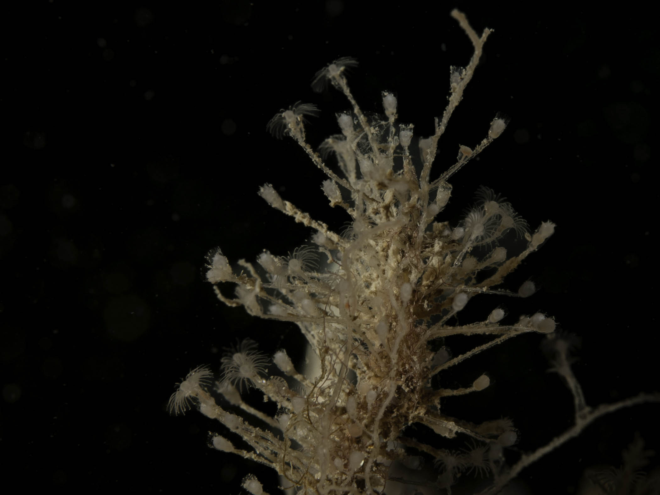 image: Clytia hemisphaerica. Close-up of polyps, The Maidens, Larne, 2007.