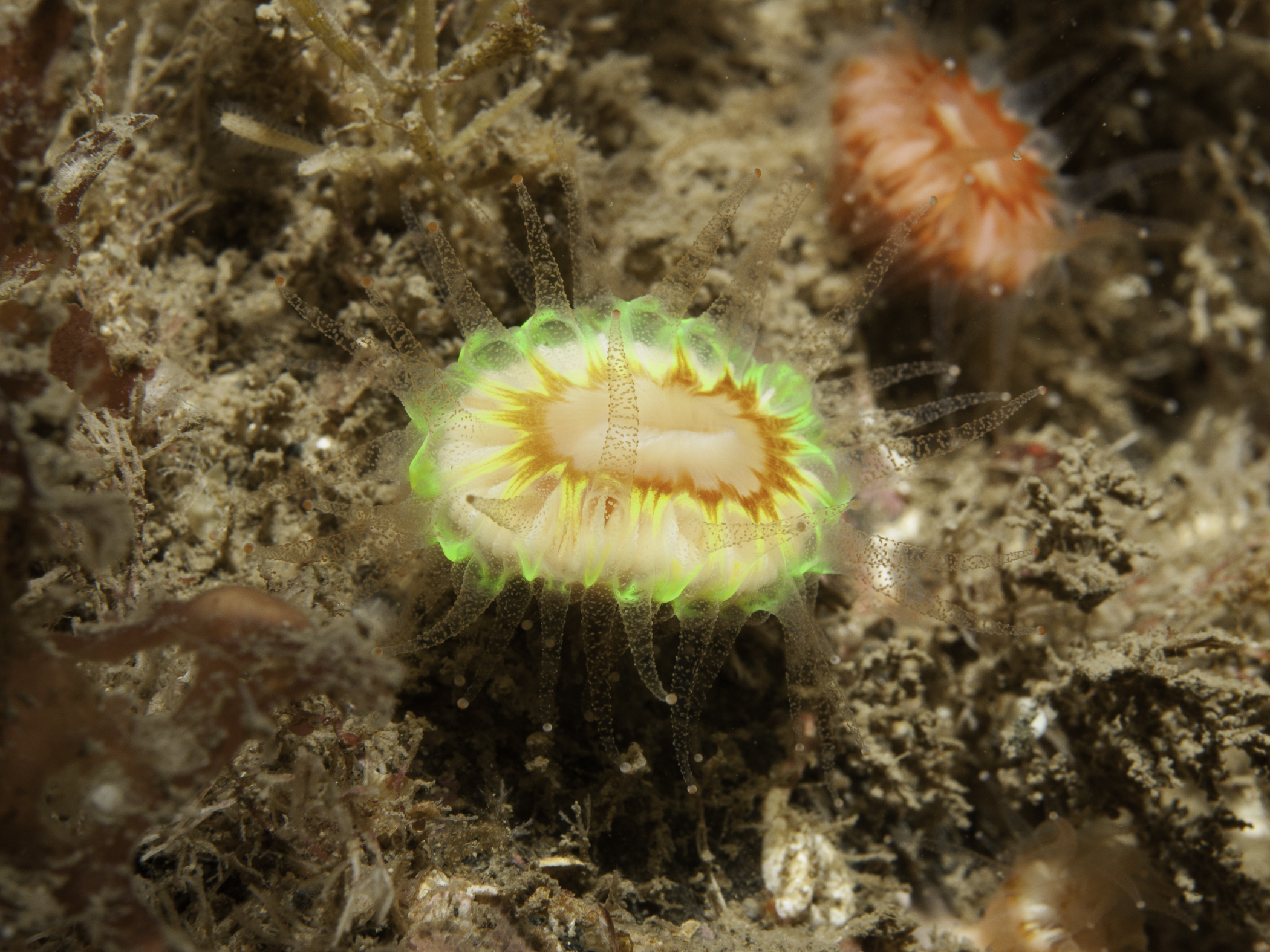 Caryophyllia smithii image: bep2_3973