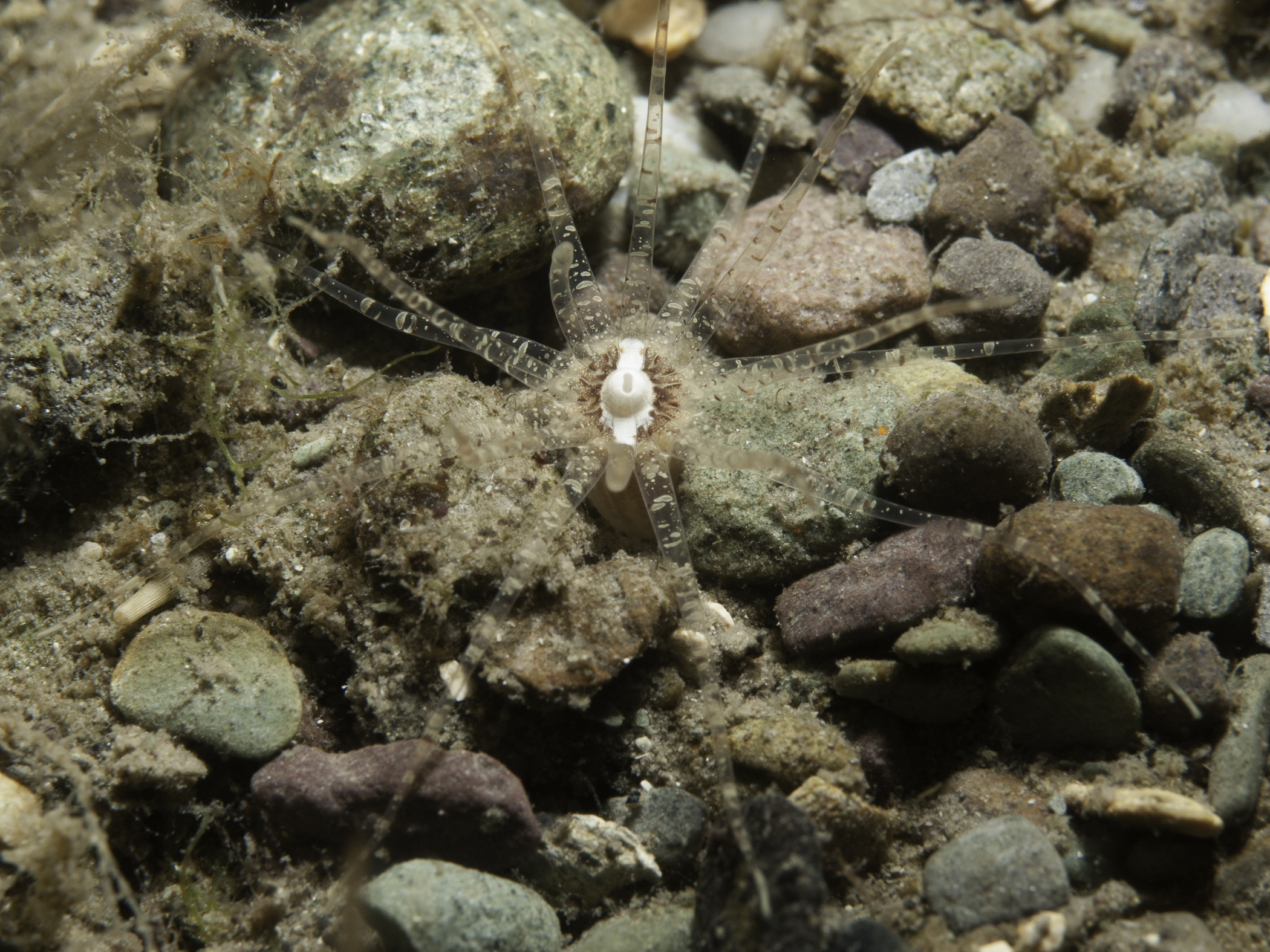 image: Edwardsia claparedii. Valentia, Co. Kerry, 2007.