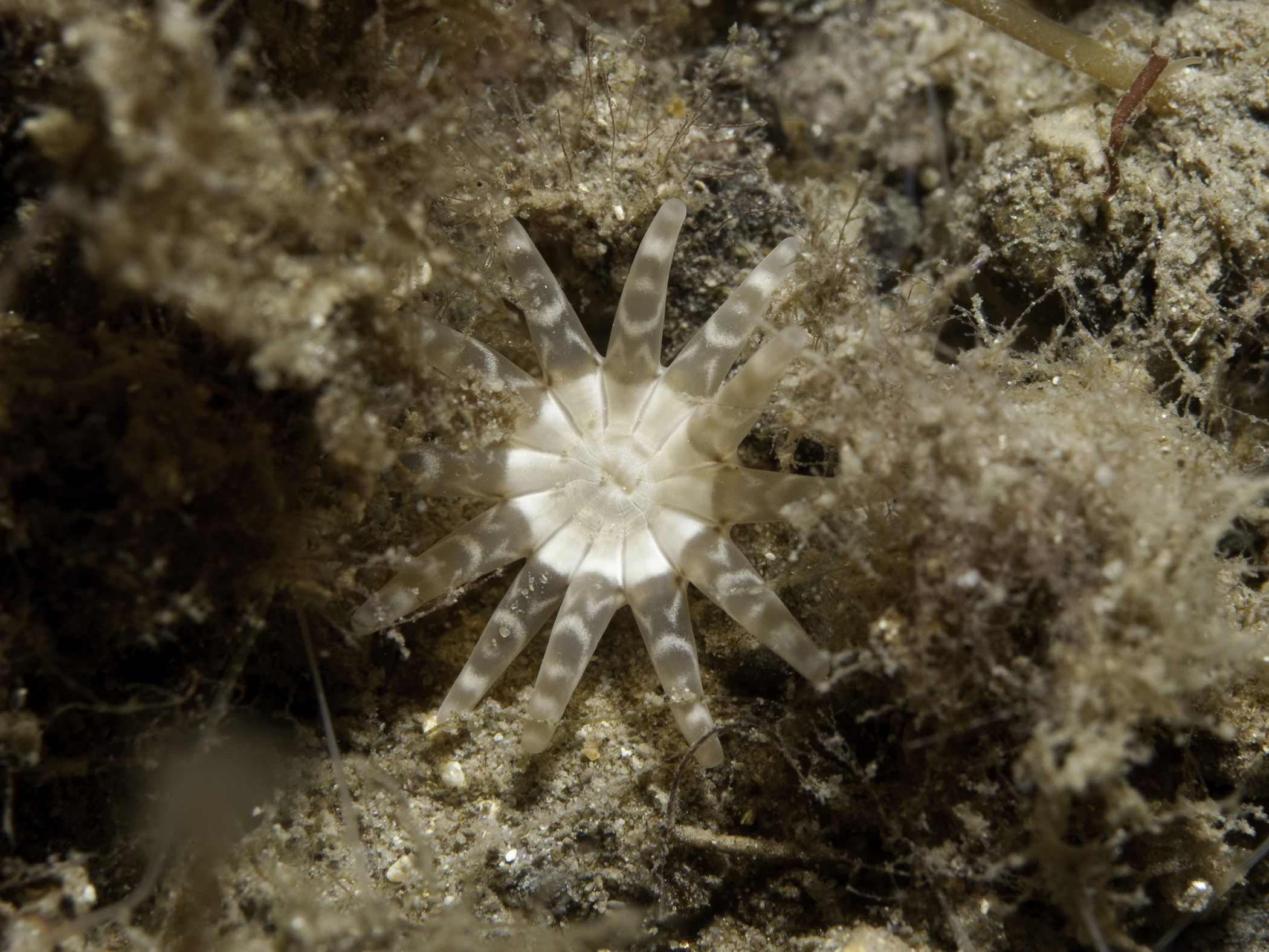 image: Halcampa chrysanthellum. Valentia, Co. Kerry, 2007.