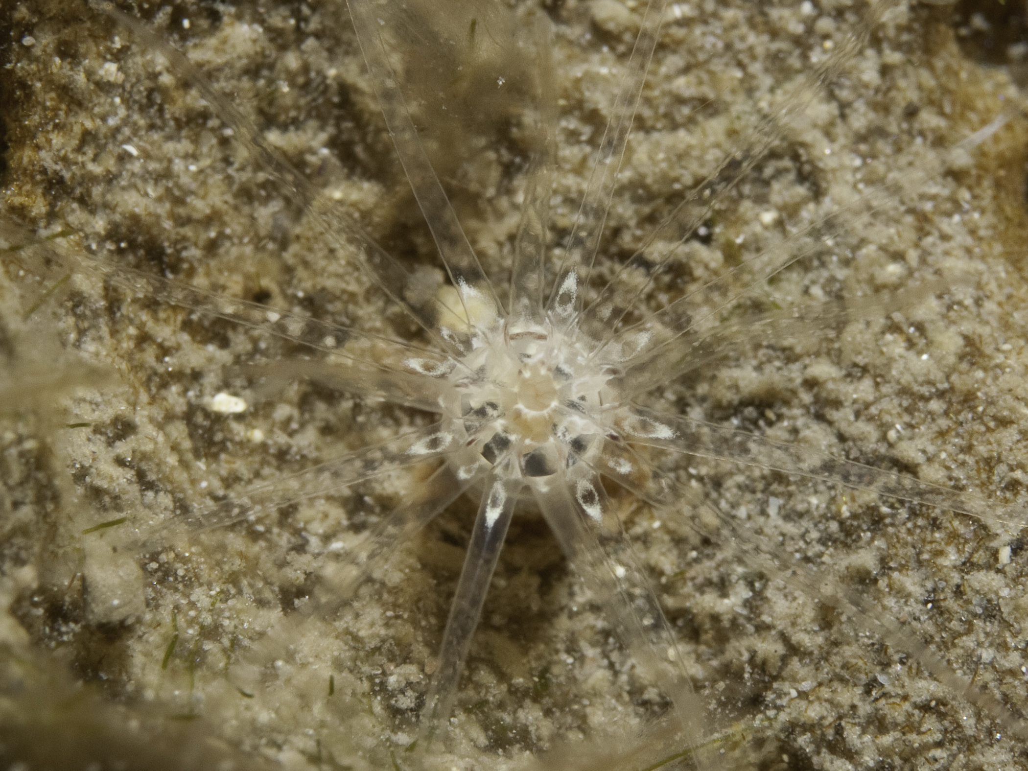 image: Edwardsia delapiae. Close-up photo showing white rings at base of tentacles, Valentia, Co. Kerry, 2007.