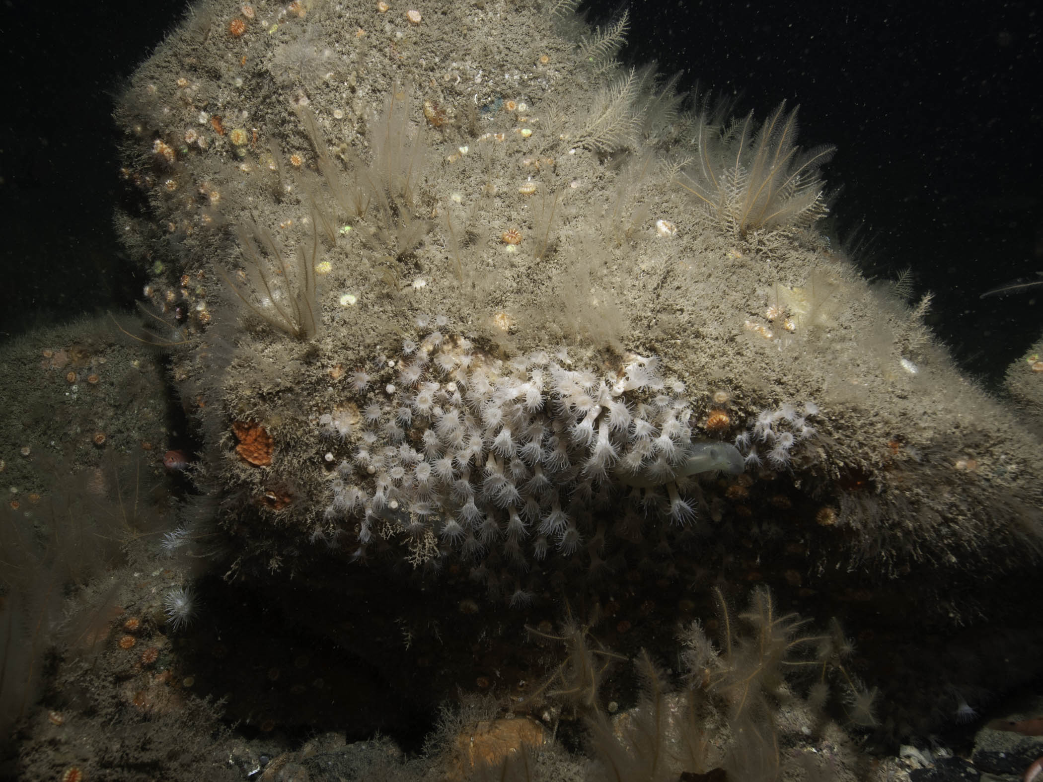 image: Parazoanthus anguicomus. Rathlin Island, 2008.