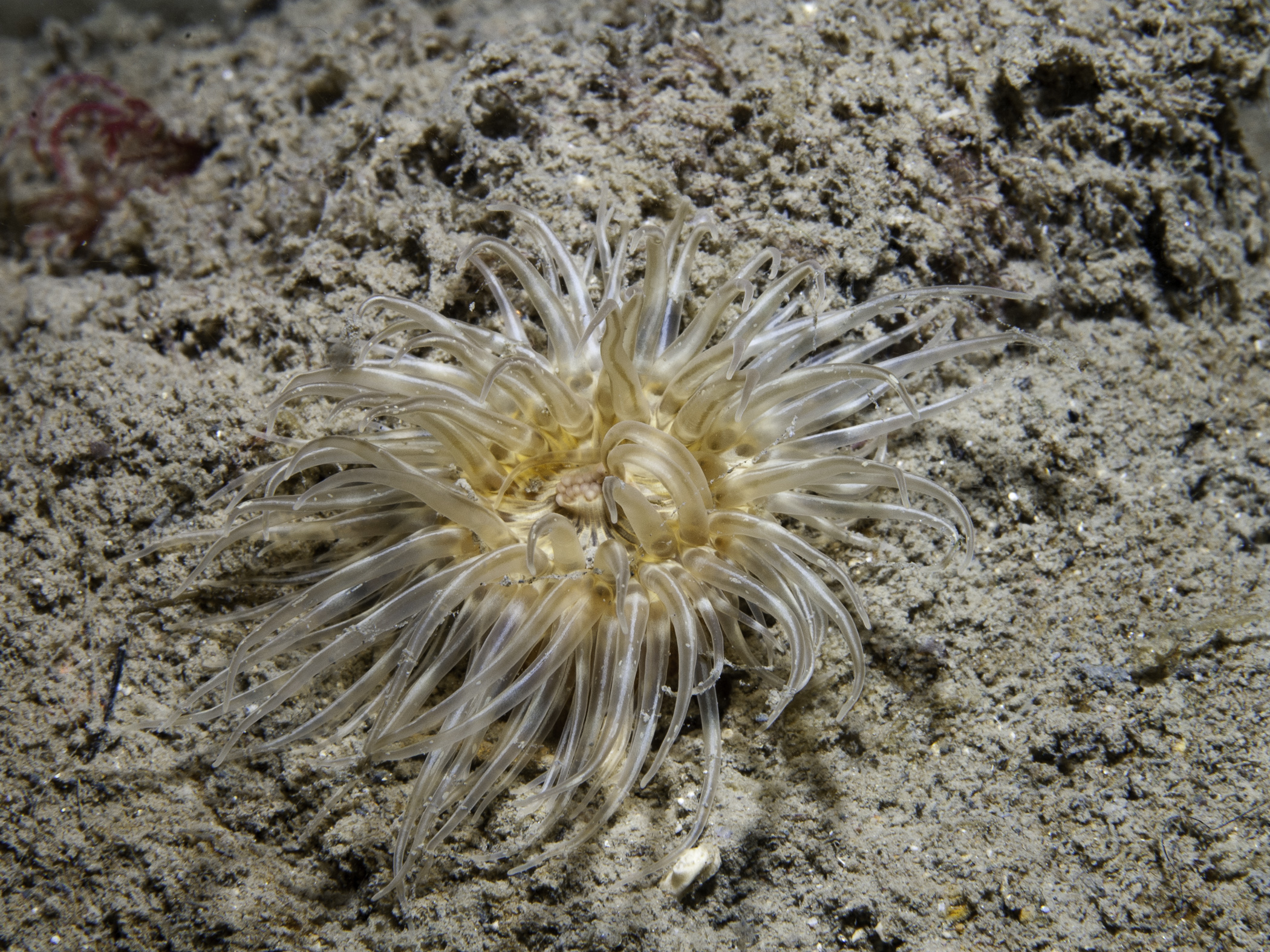 image: Sagartia undata. Strangford Lough, 2005.