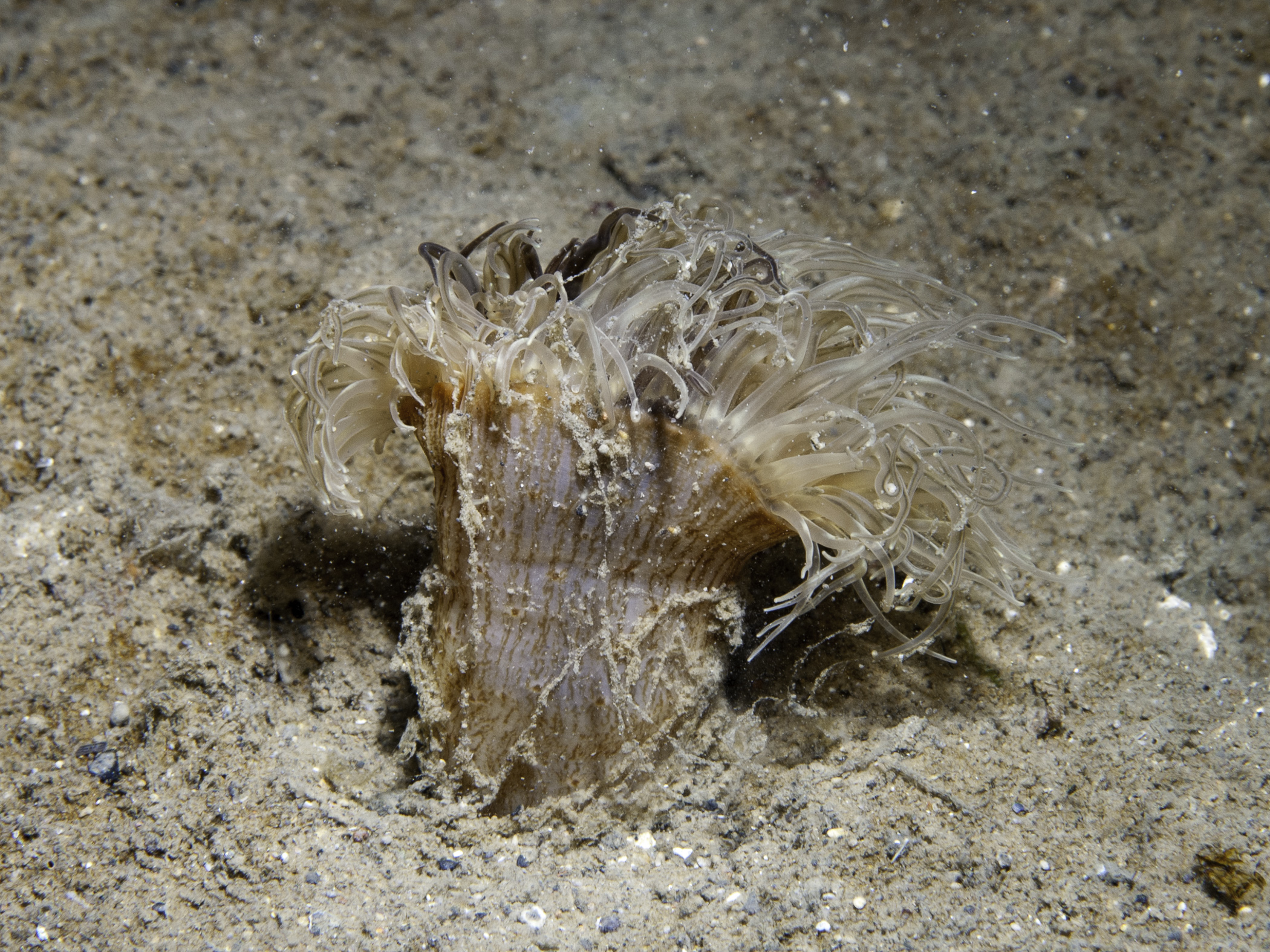 image: Sagartia undata. Showing column, Strangford Lough, 2005.