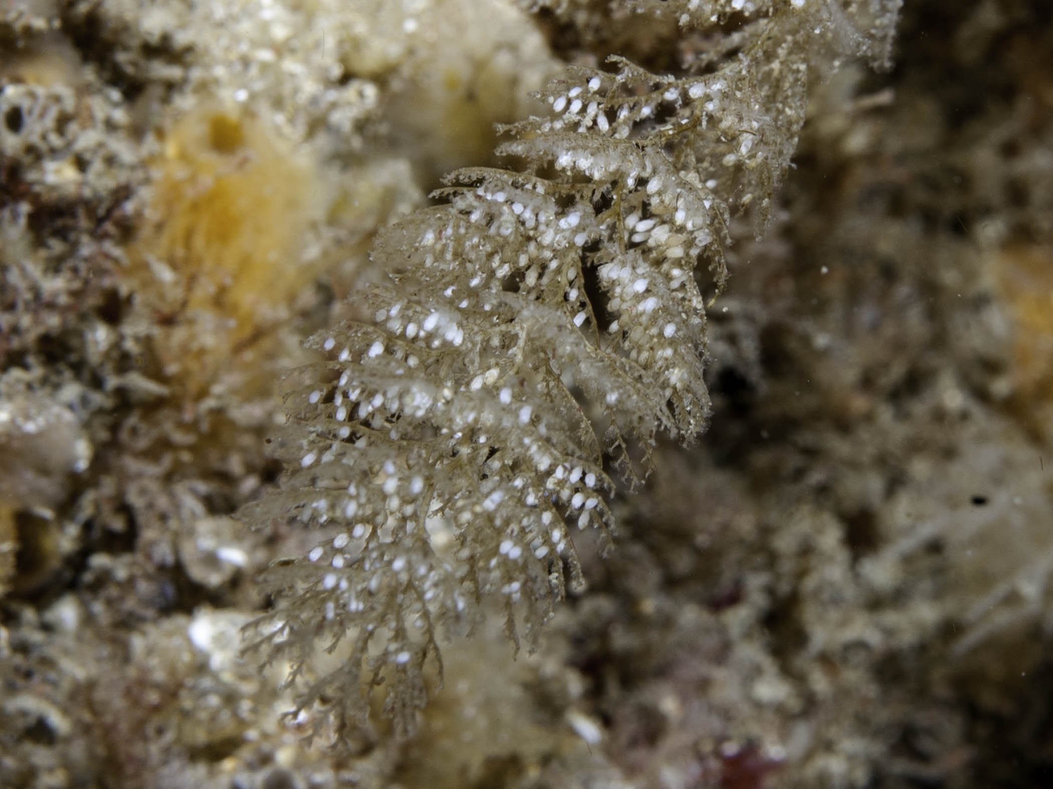image: Sertularia argentea. Close-up of colony showing gonothecae, Torr Head, Northern Ireland, 2006.