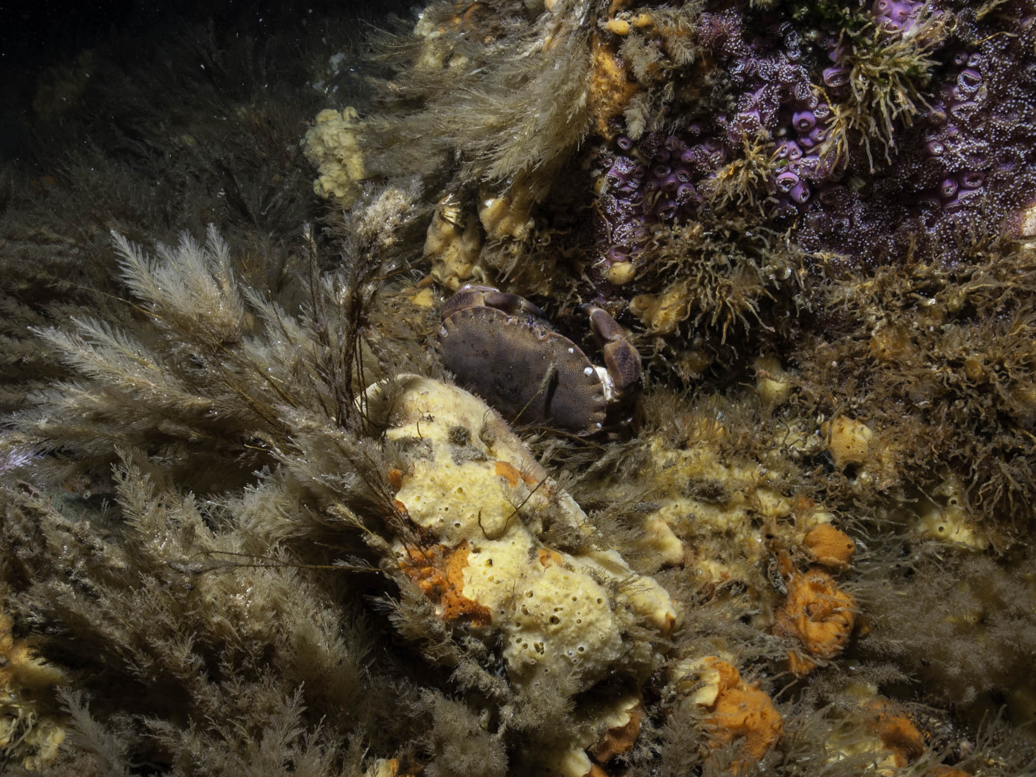 image: Sertularia argentea. Tide swept site with abundant <em>Sertularia argentea</em>, Strangford Narrows, 2006.