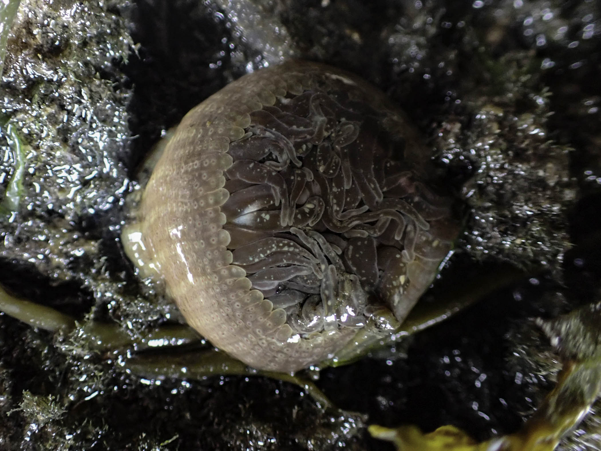 image: Anthopleura ballii. Showing longitudinal rows of white spots with red centres on the column, Kilkieran Bay, Co. Galway, 2022.