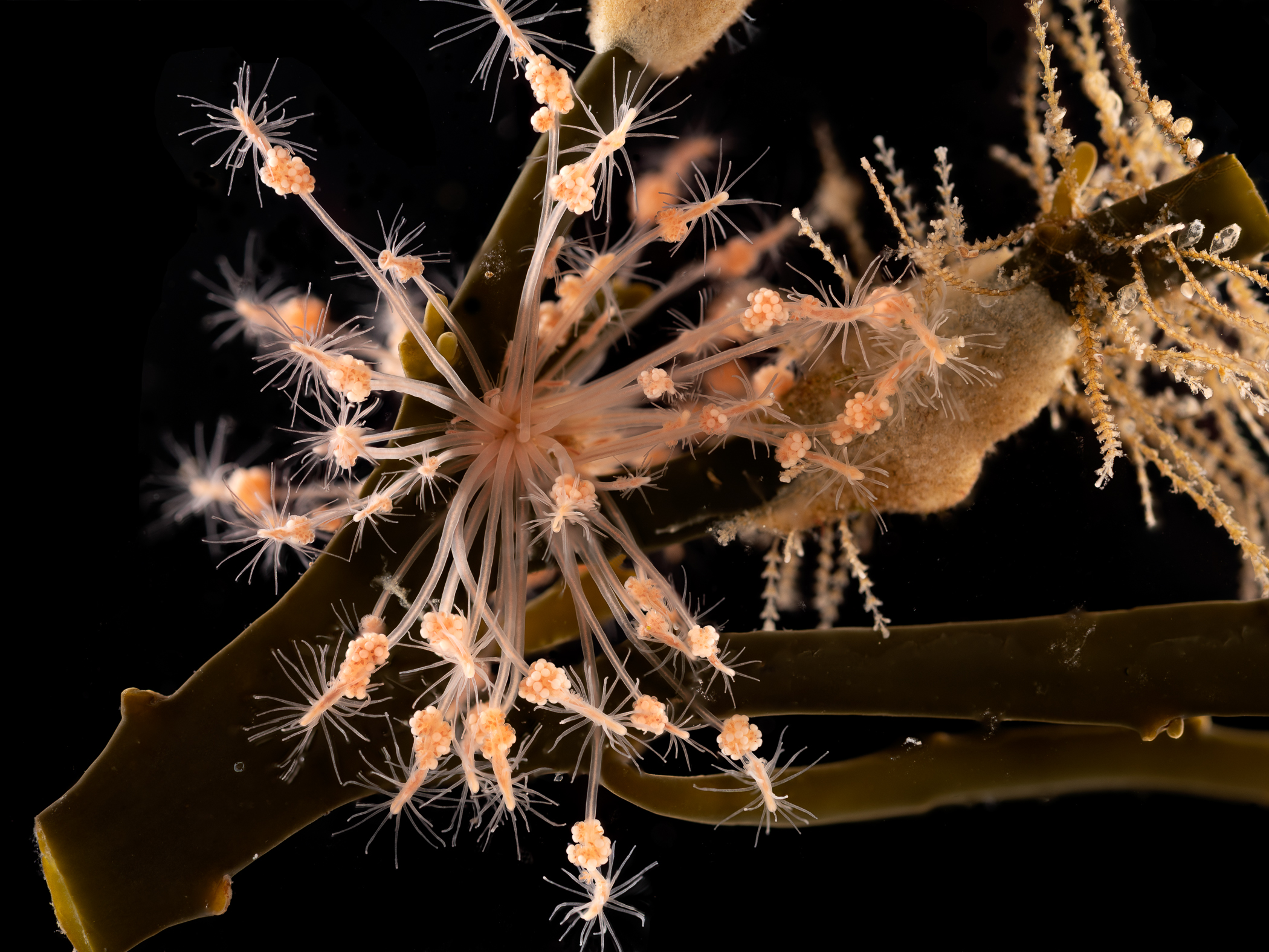 Clava multicornis image: clava_squamata