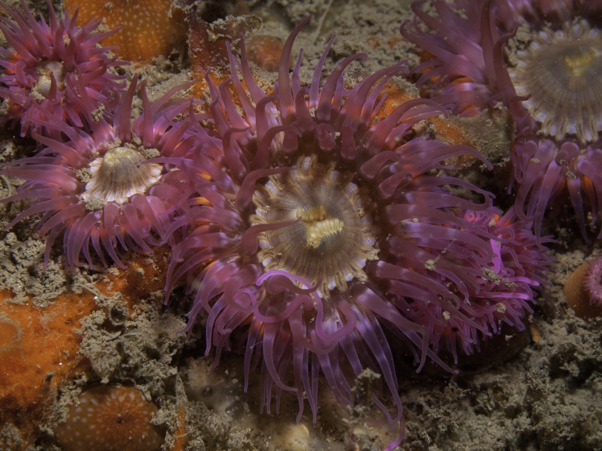 image: Cylista elegans. Pink variety, surrounded by smaller individuals with suckers visible on the column, wreck of the Chirippo, Co. Antrim, 2006.