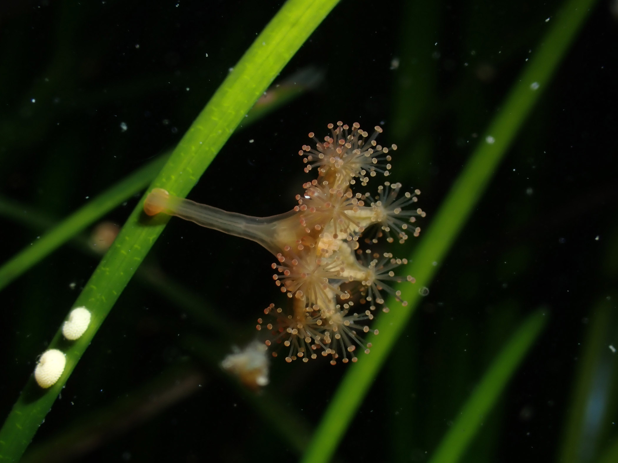 image: Haliclystus auricula. Nova Scotia, Canada, 2025, (C) Matt Mar, iNaturalist.