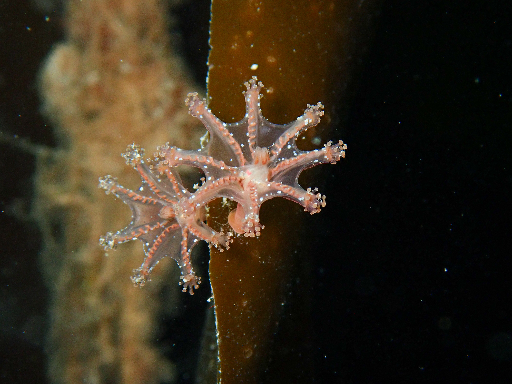 Calvadosia campanulata image: img_2397