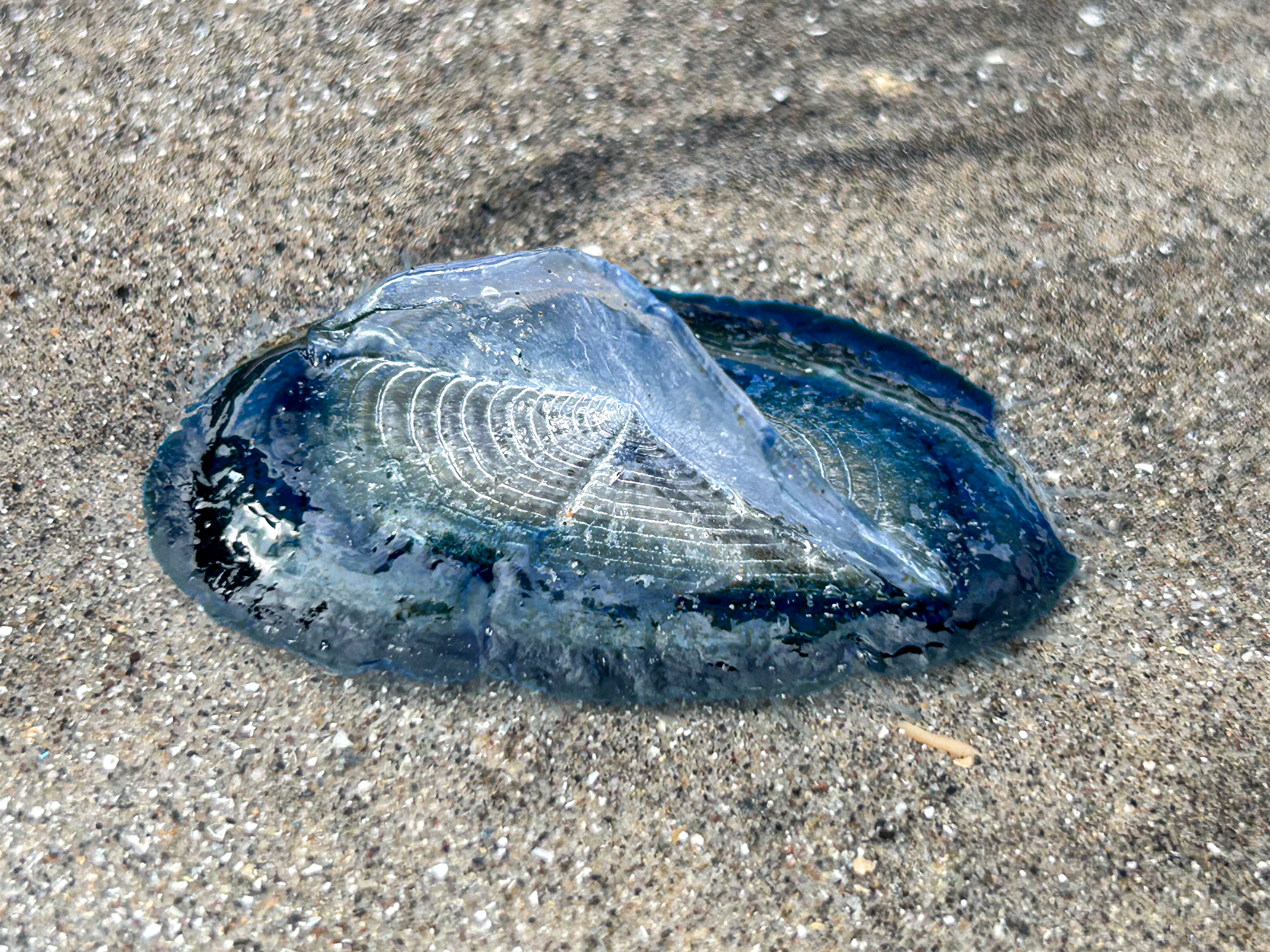 Velella velella image: img_6926