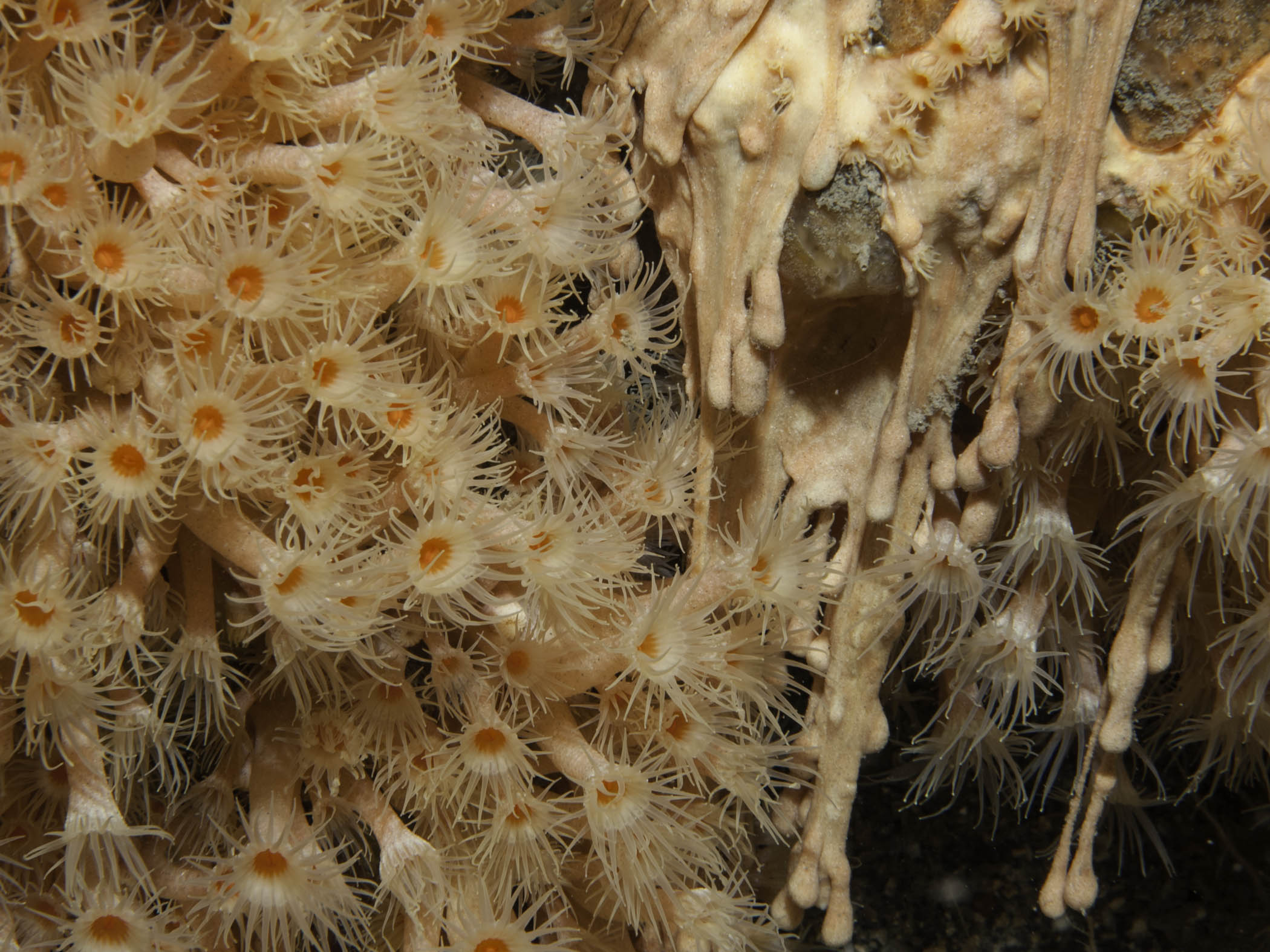 image: Parazoanthus axinellae. Right-hand side shows colony undergoing asexual reproduction, Rathlin Island, 2005.