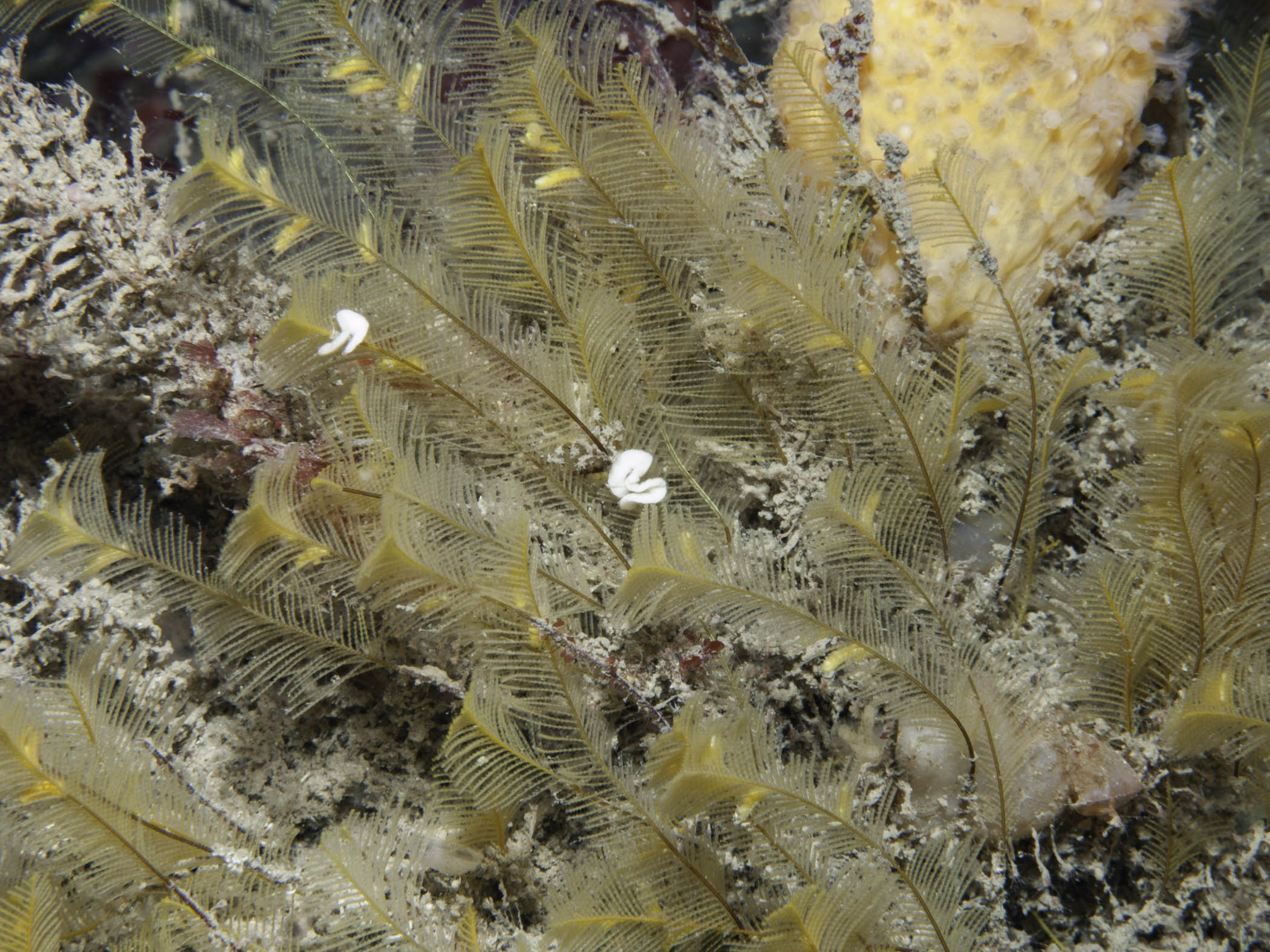 image: Aglaophenia tubulifera. Rathlin Island, 2005.