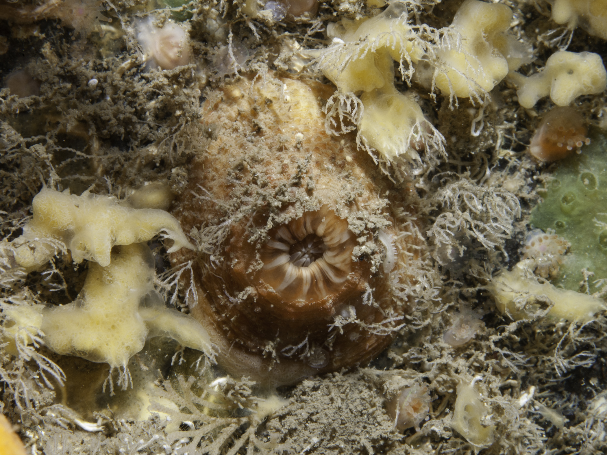 image: Hormathia coronata. Showing the column, Rathlin Island, 2005.