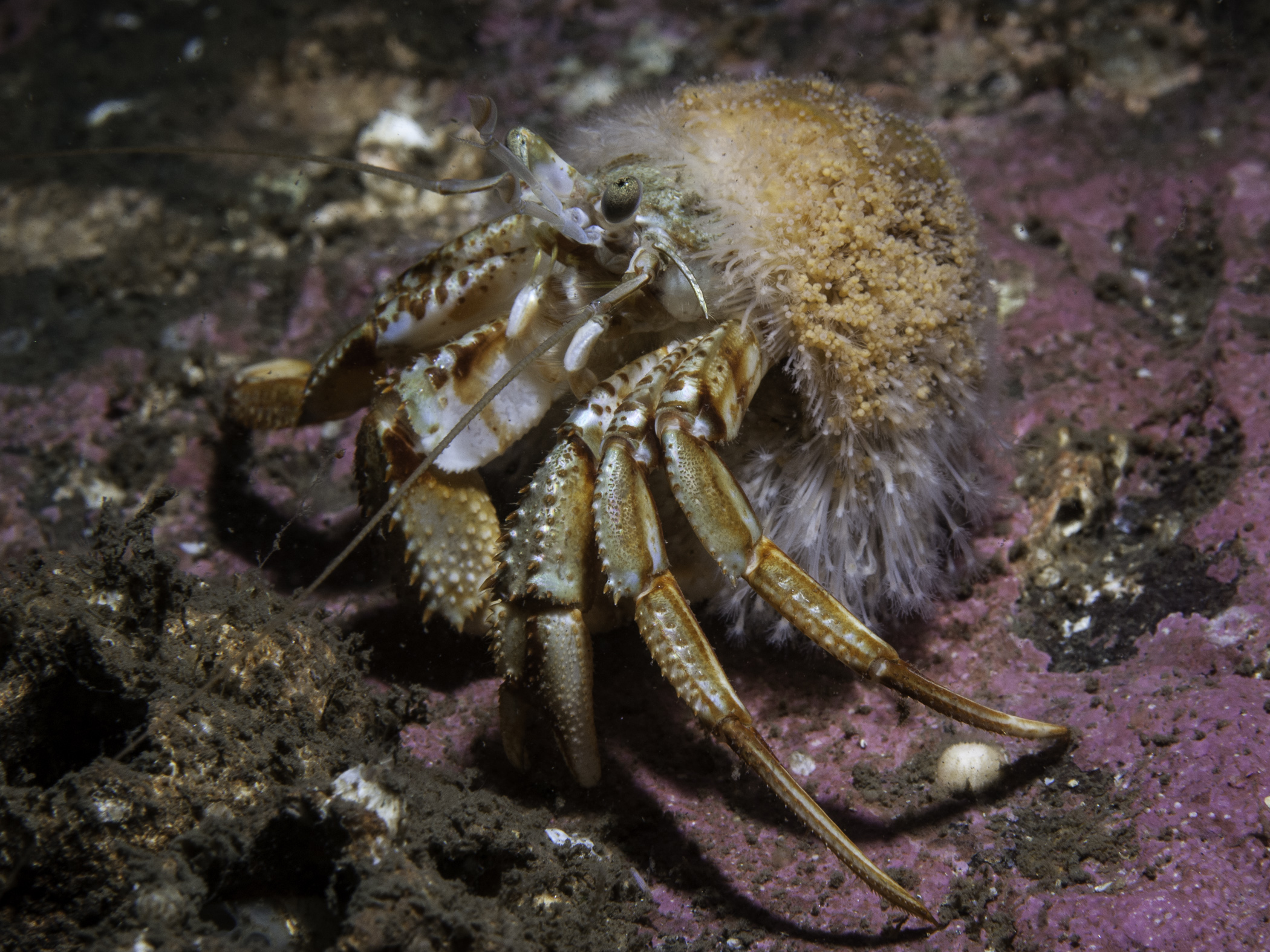 image: Pagurus bernhardus. Scotland, 2013.