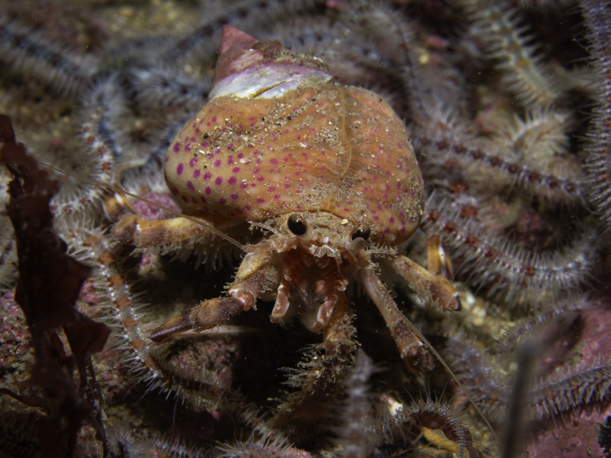 image: Pagurus prideaux. Cushendall, 2019.