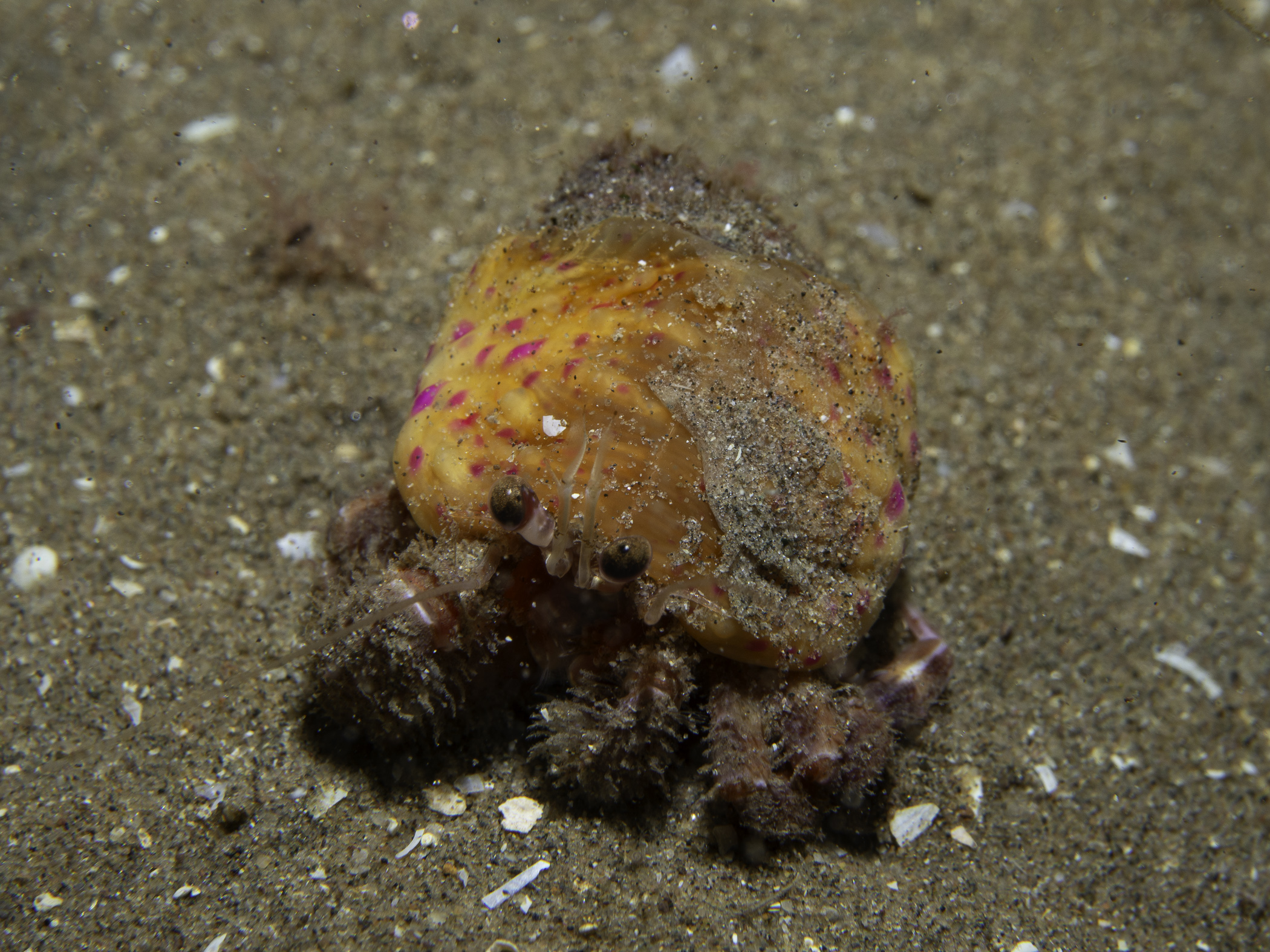 image: Pagurus prideaux. Cushendall, 2019.