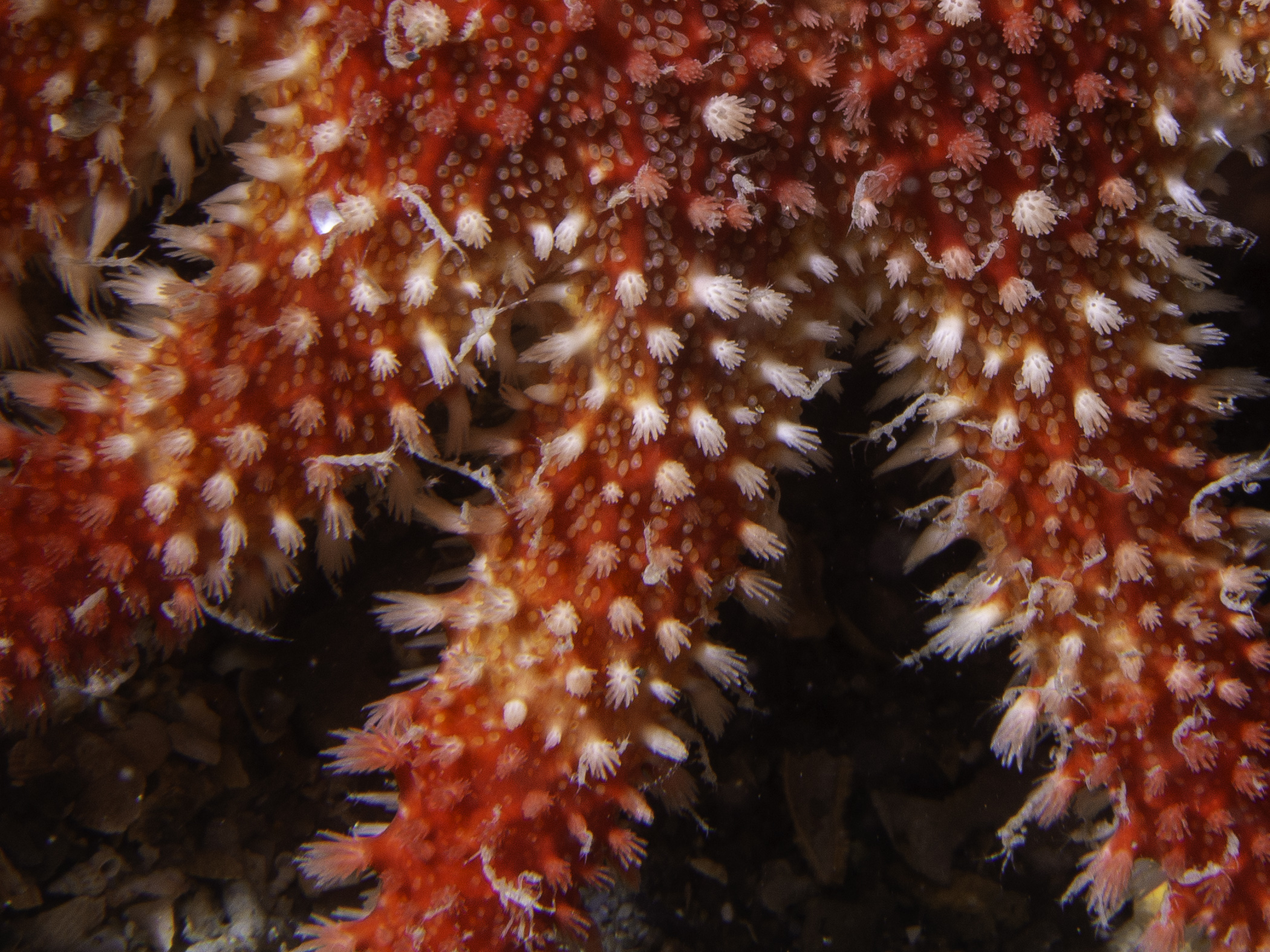 Pariambus typicus image: _b199055