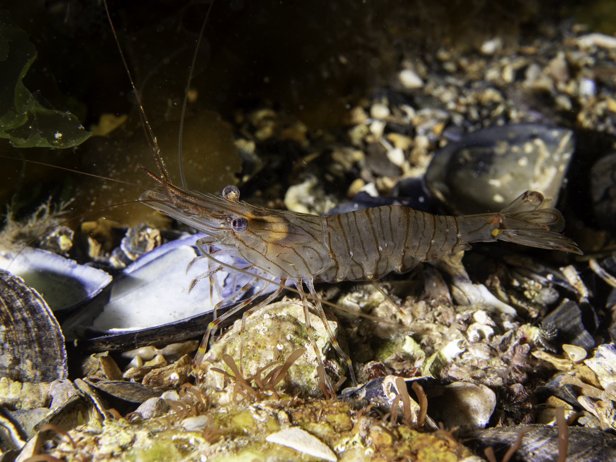 image: Palaemon serratus. Lough Hyne, 2019.