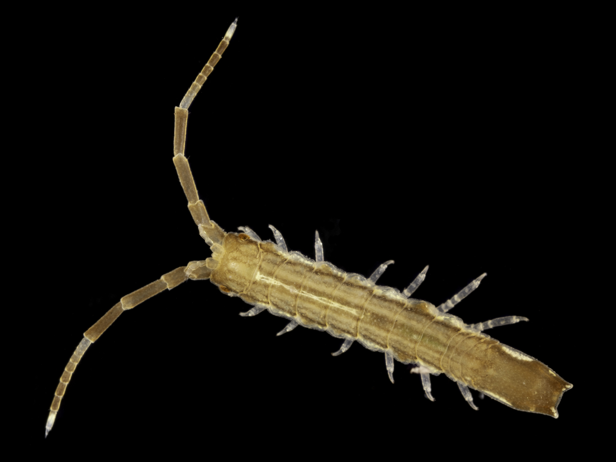 image: Idotea linearis. Magilligan Pier, Co. Londonderry, Northern Ireland, 11-02-2021.