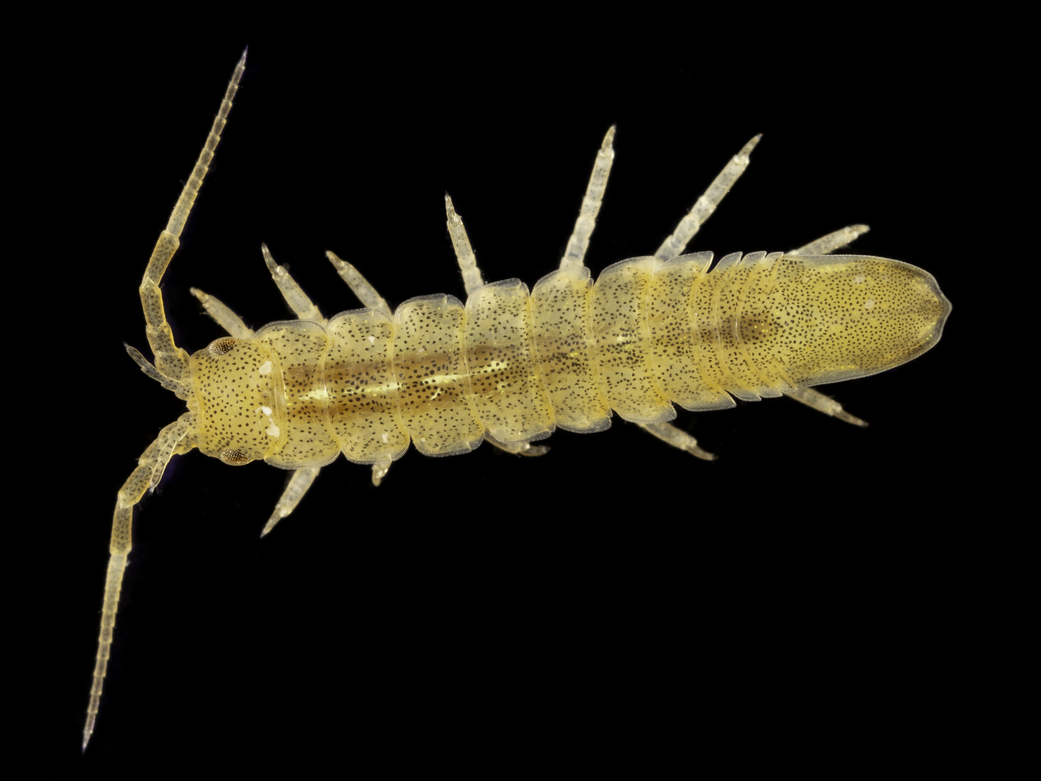 image: Idotea chelipes. Magilligan Pier, Co. Londonderry, Northern Ireland, 11-02-2021.