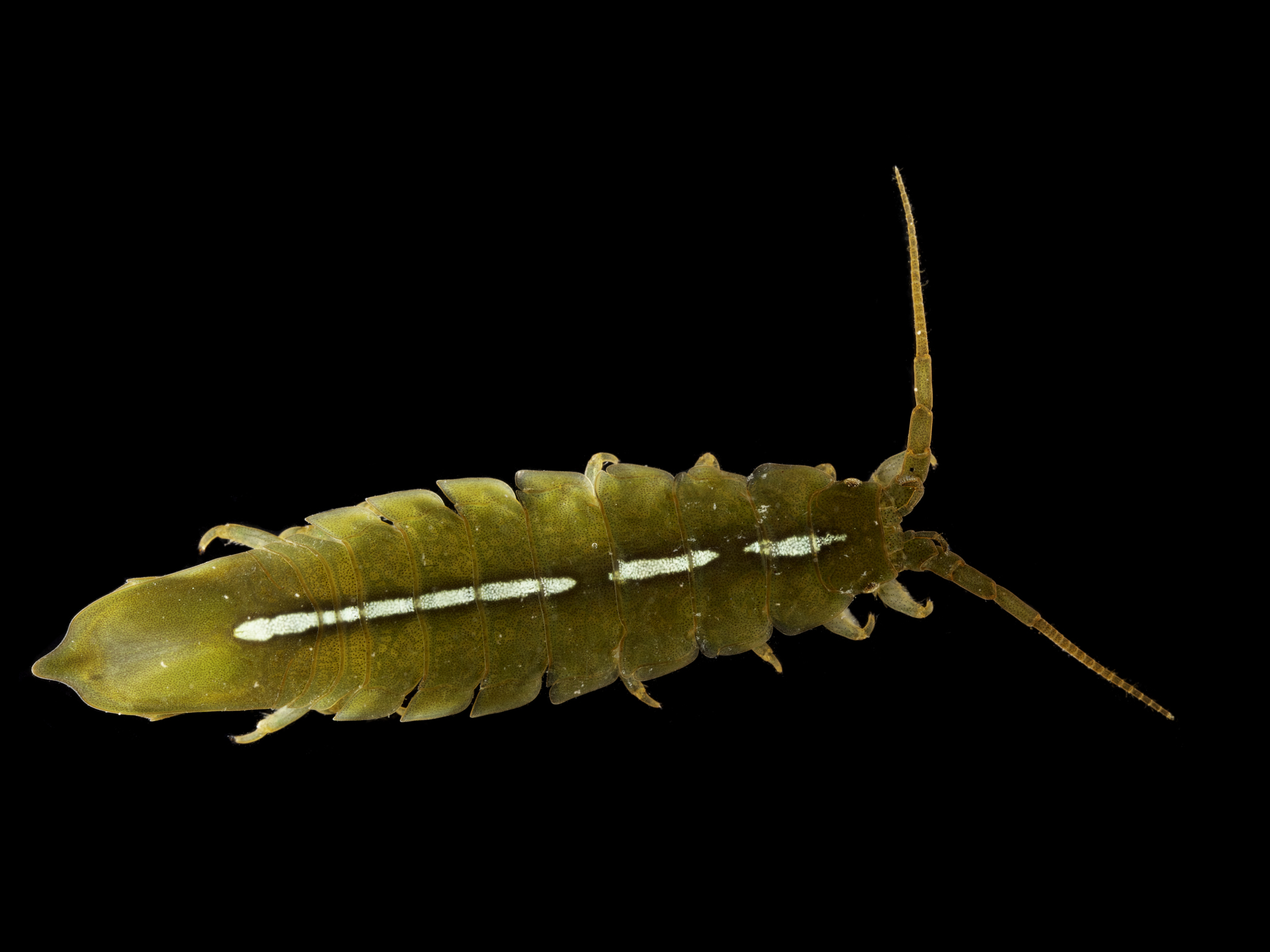 image: Idotea granulosa. Strangford Lough, 2021.