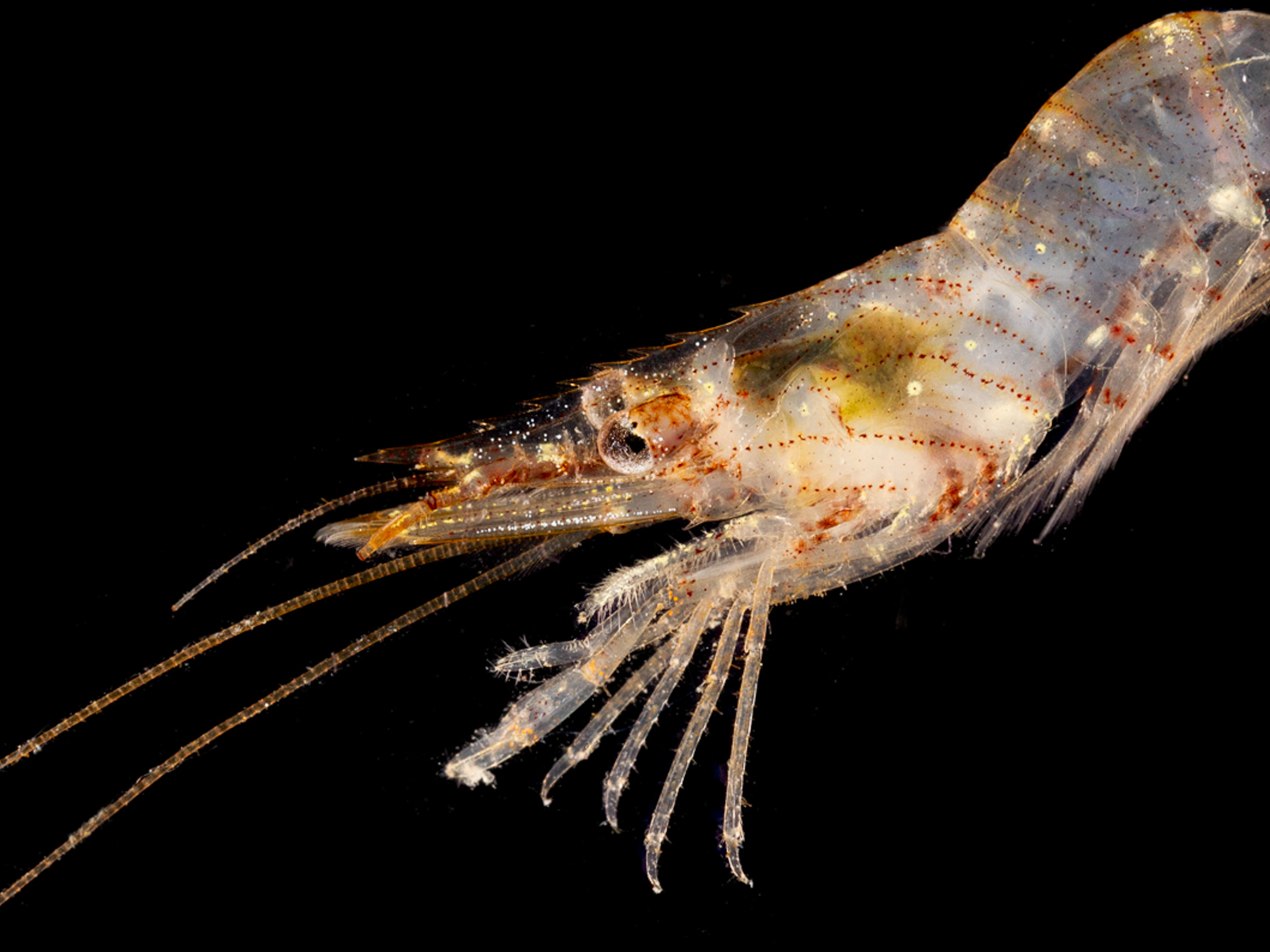 MBDP-NI: Palaemon serratus- Species account