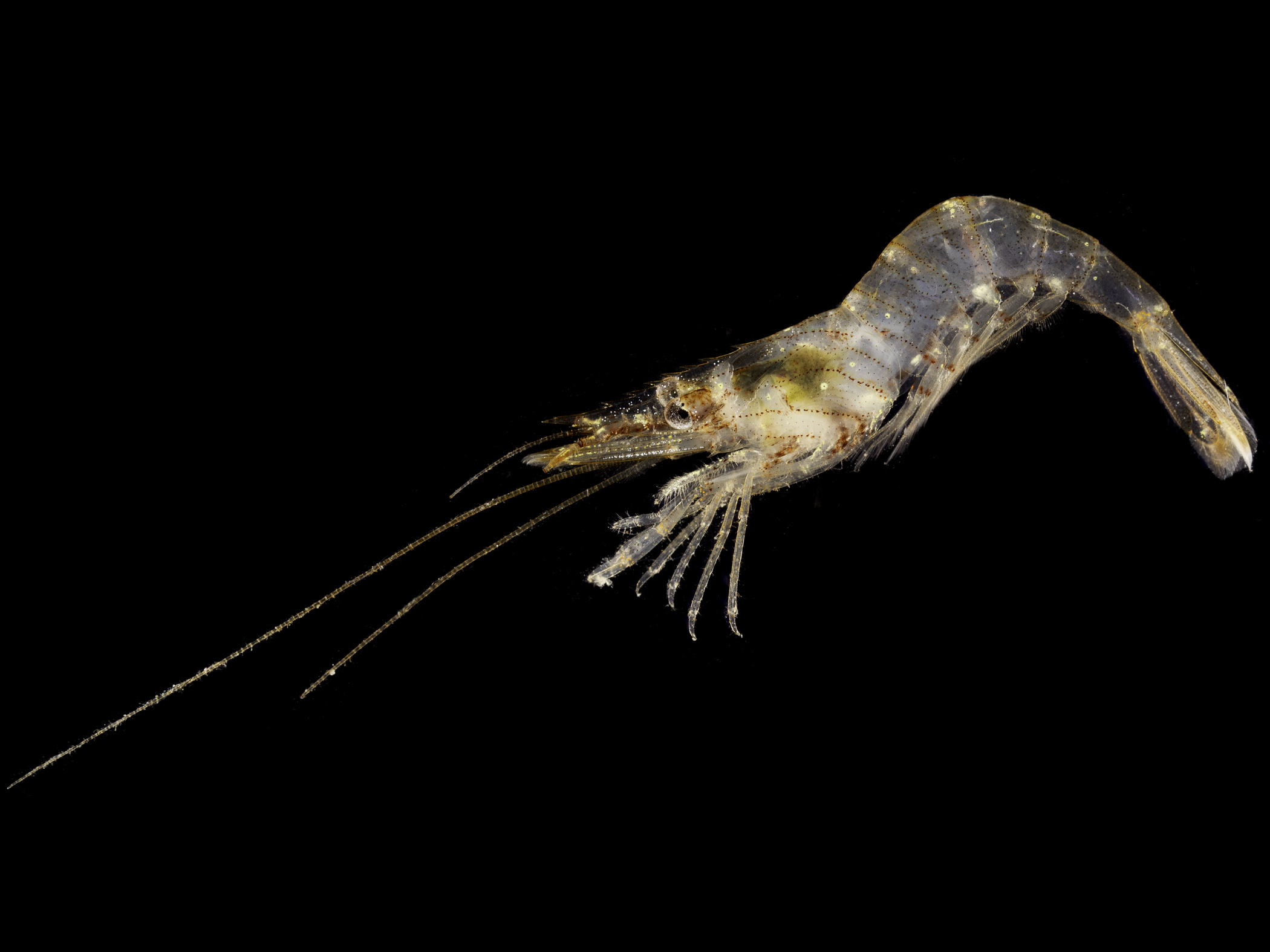 image: Palaemon serratus. Strangford Lough, Co. Down, 2021.