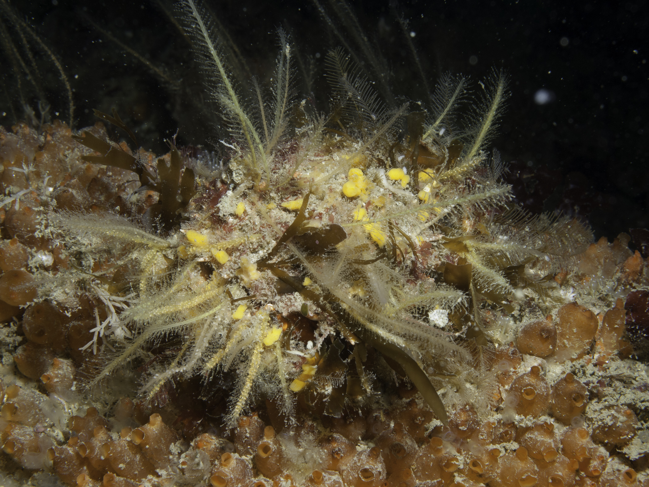 image: Maja brachydactyla. Showing their effective camouflage, Wales, 2009.