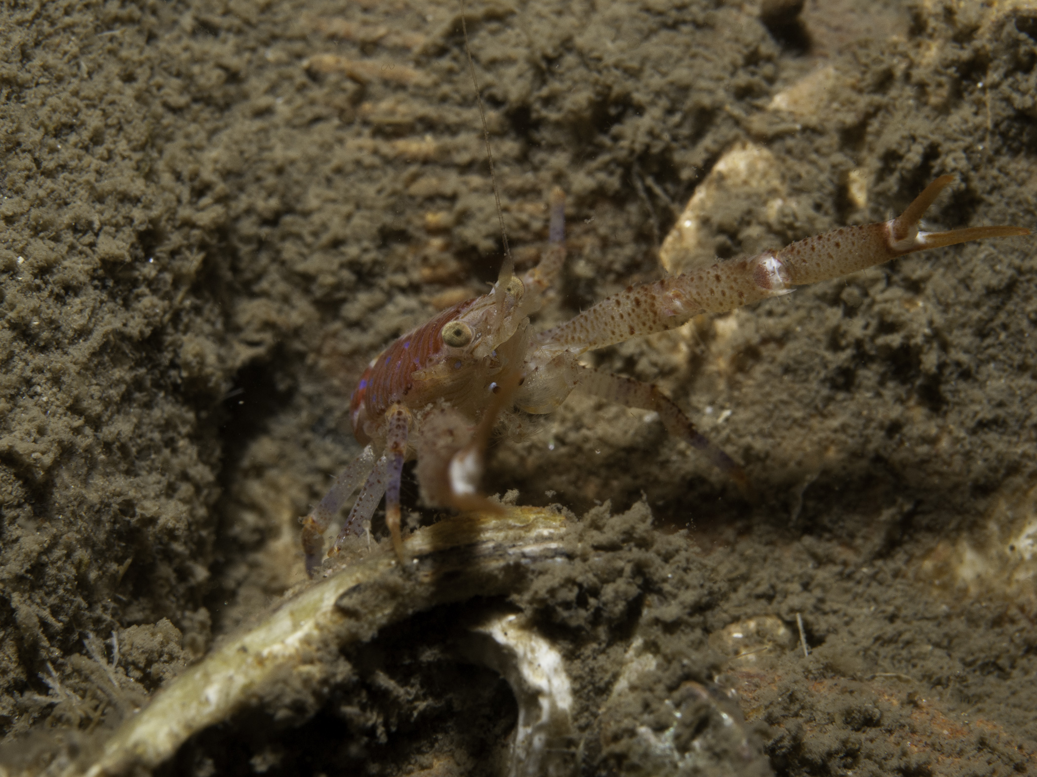 image: Galathea intermedia. Showing blue spots on underside of head, Strangford Lough, 2007.