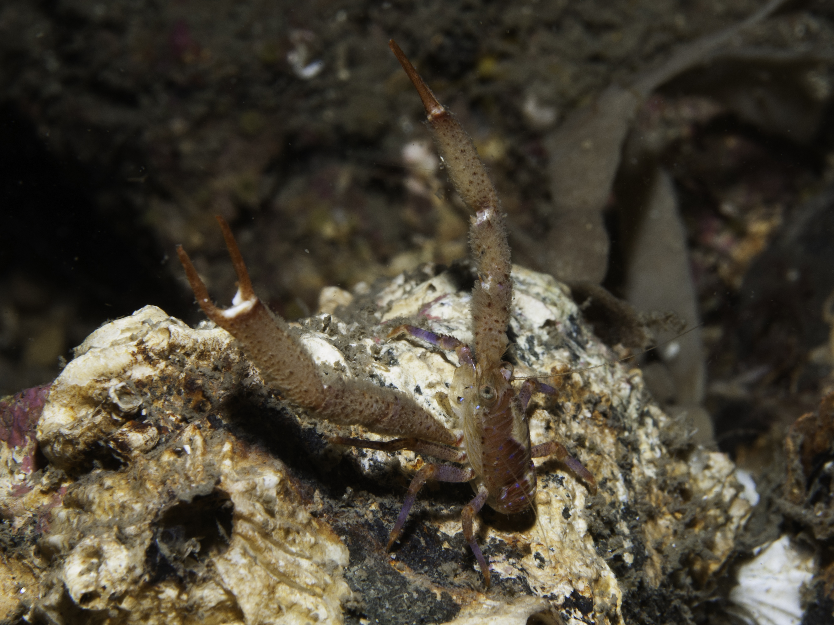 image: Galathea intermedia. Strangford Lough, Northern Ireland, 20 m, 24 July 2007.