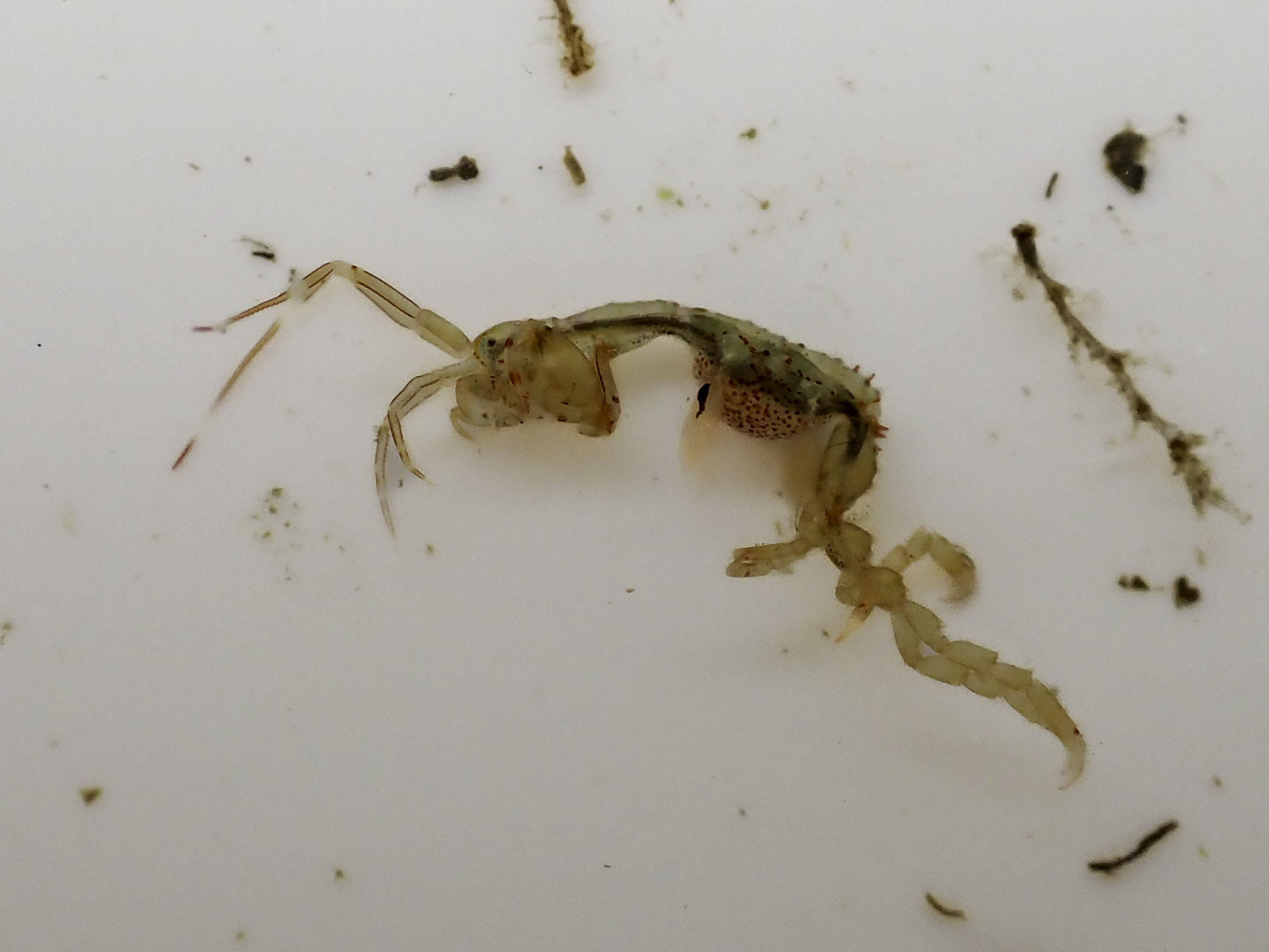 image: Caprella mutica. Showing female with red-spotted brood pouch, Belfast Marina, Co. Antrim, 2022.