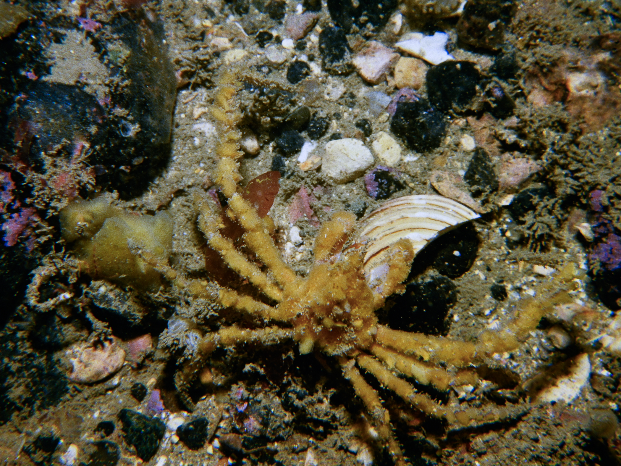 image: Inachus leptochirus. 