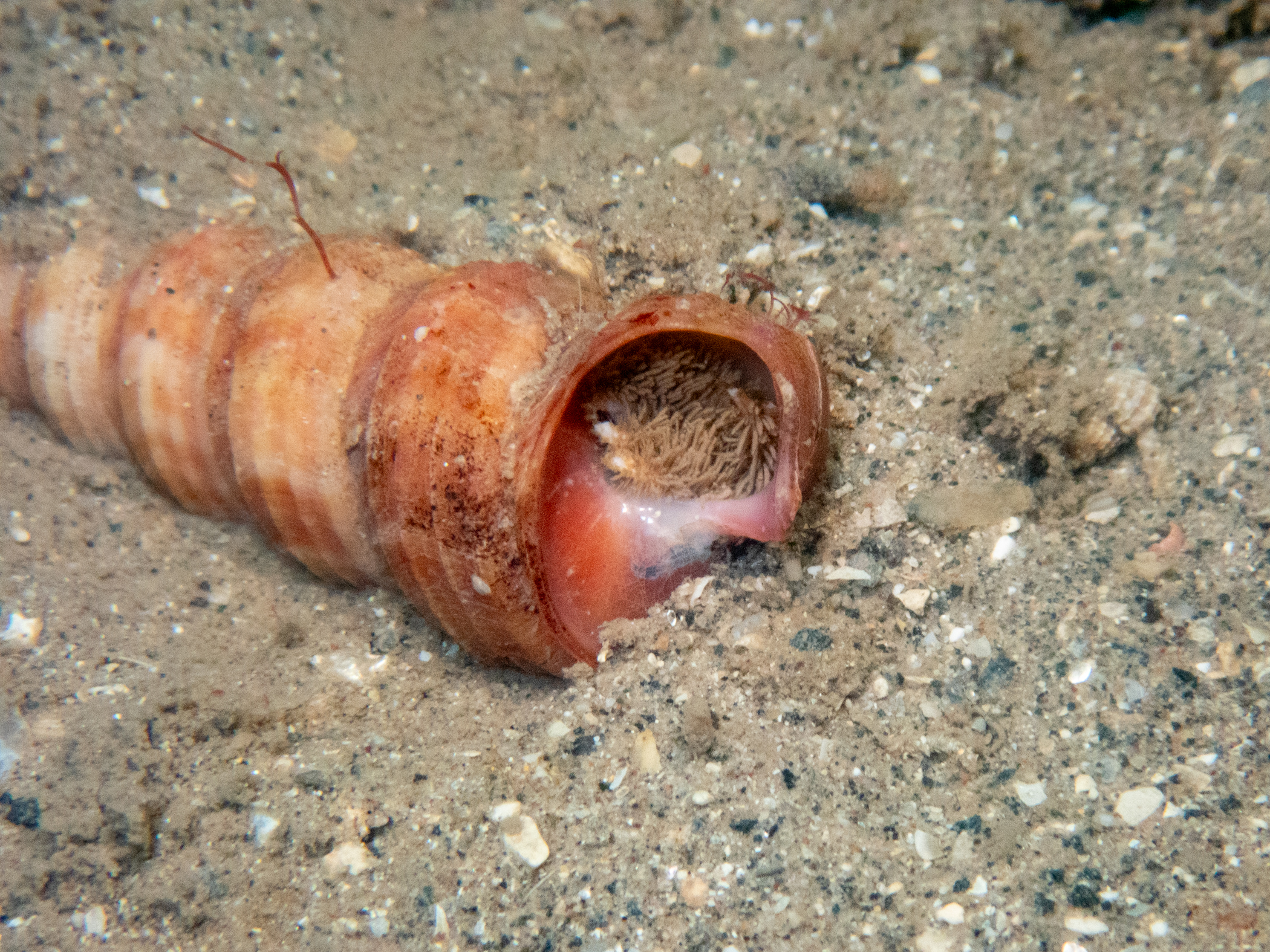 image: Pagurus cuanensis. Showing distinctive hairy claws, Rathlin Island, 2024.