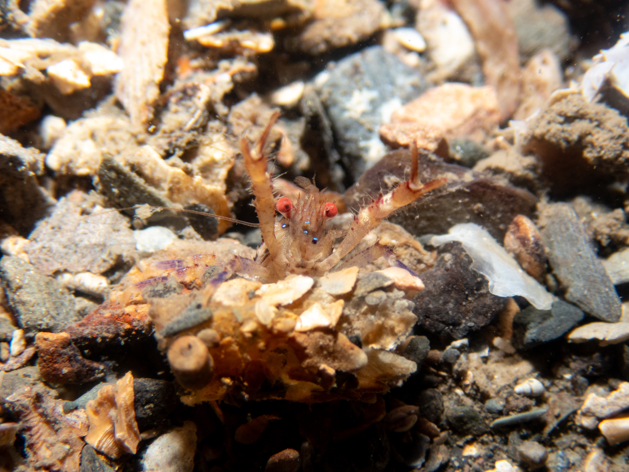 image: Galathea intermedia. Head on view, showing some of the neon blue spots, Strangford Lough, 2024.