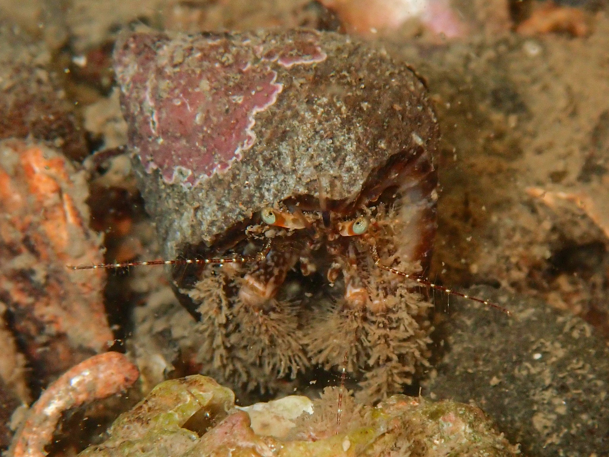 image: Pagurus cuanensis. Strangford Lough, 2024.