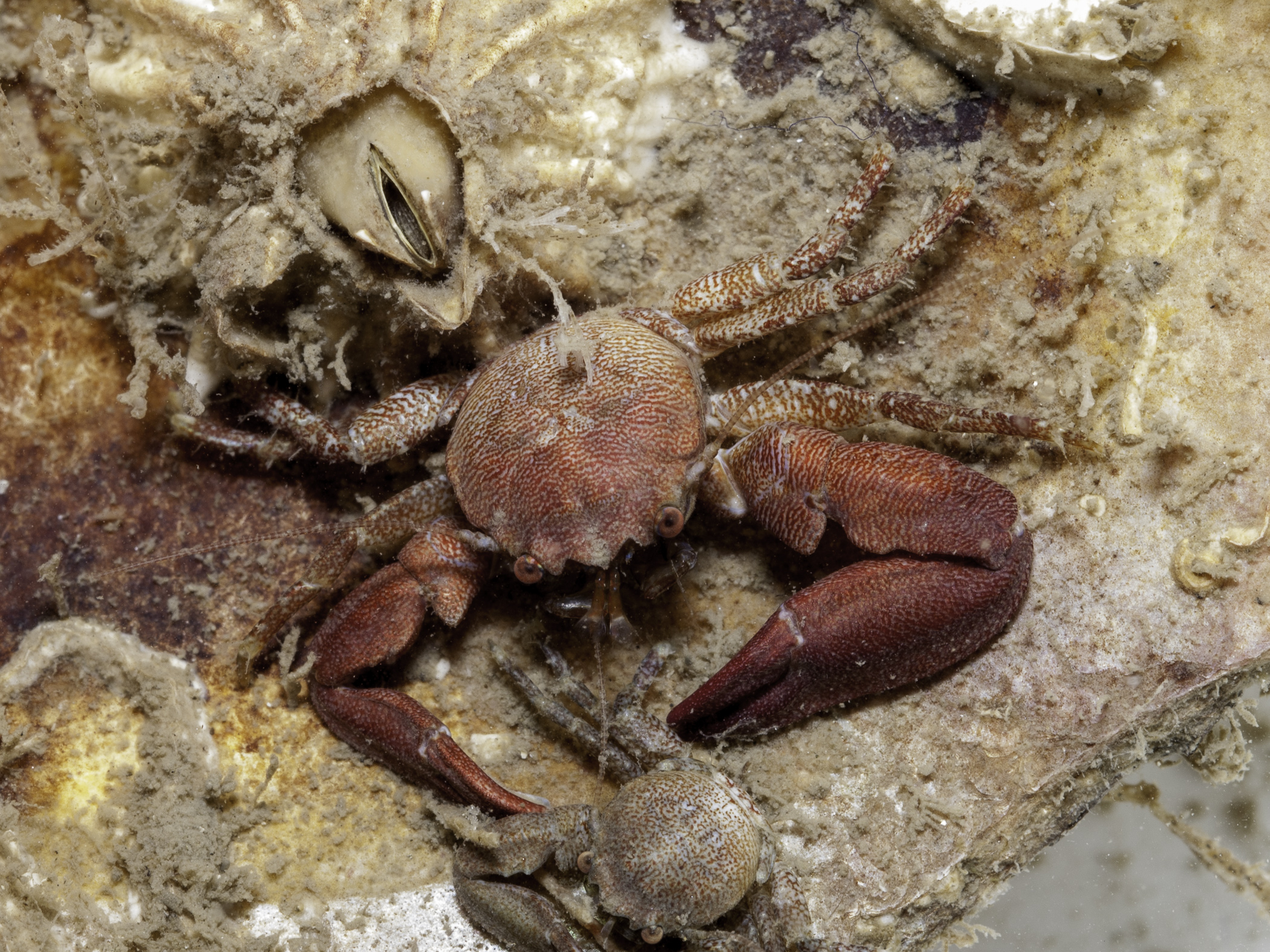 image: Pisidia longicornis. Strangford Lough, 2005.