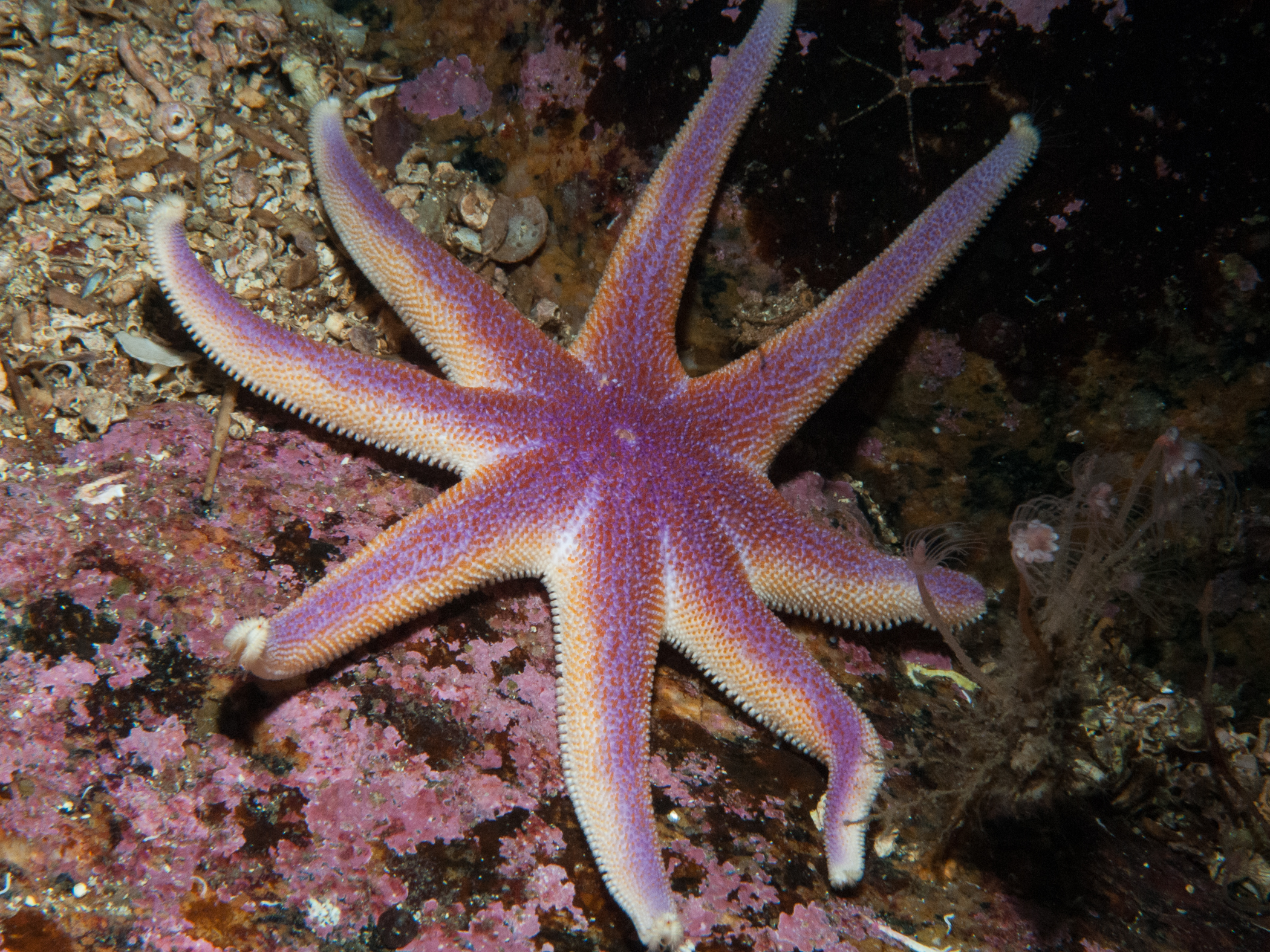 Solaster endeca image: _b125042