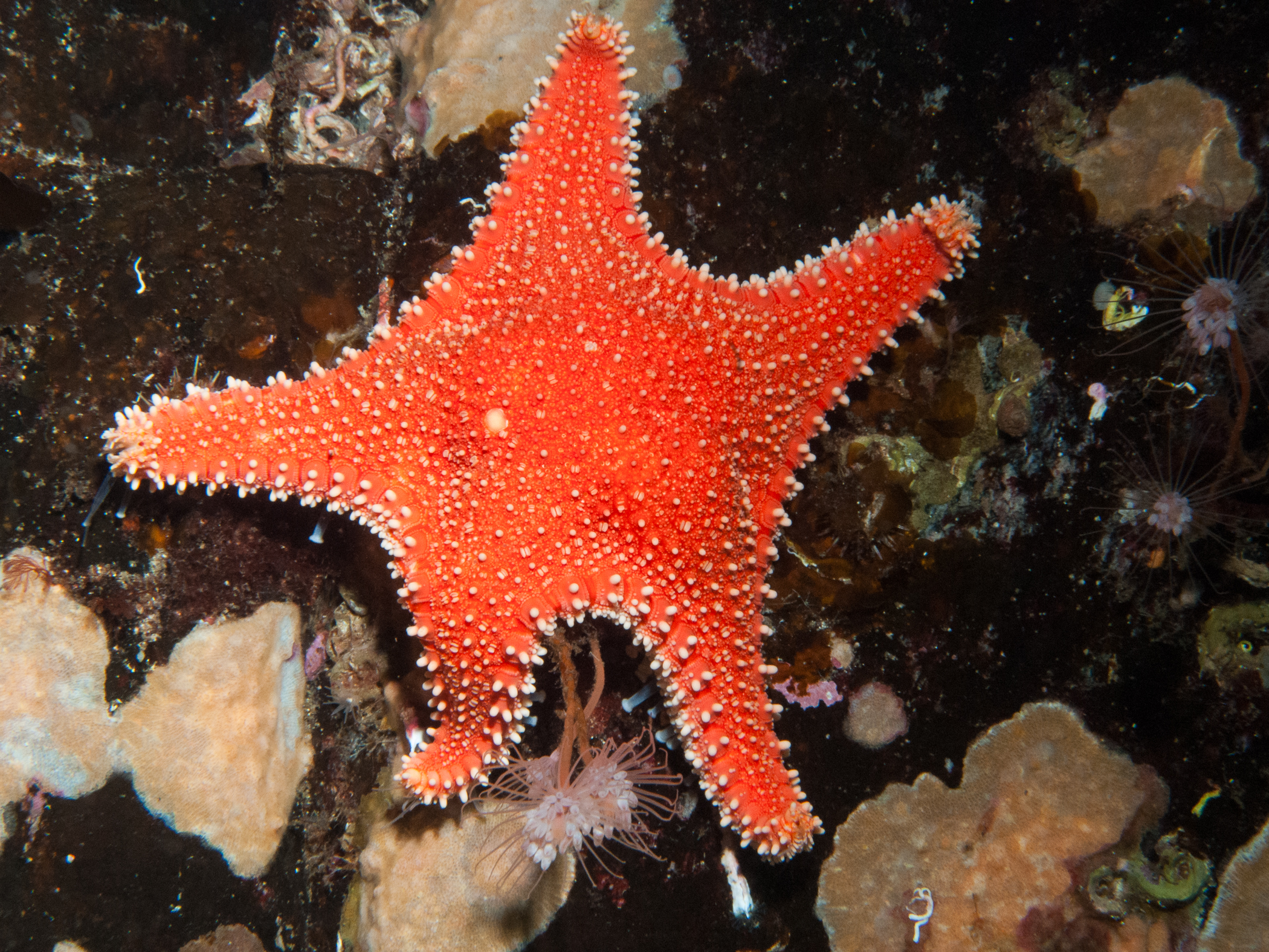 image: Hippasteria phrygiana. Gulen, Norway, 2013.