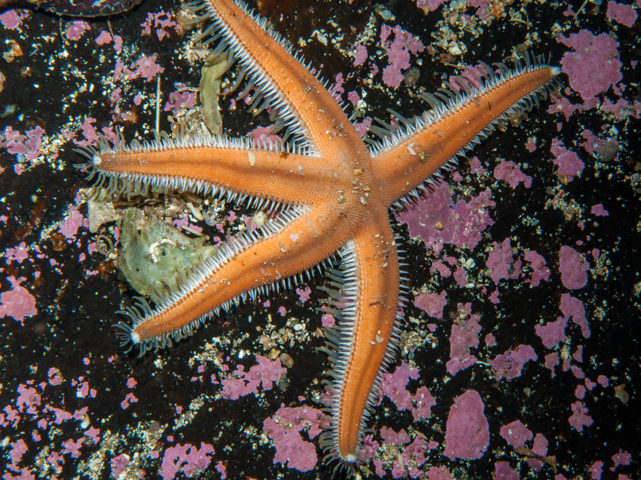 image: Luidia sarsii. Gulen, Norway, 2013.