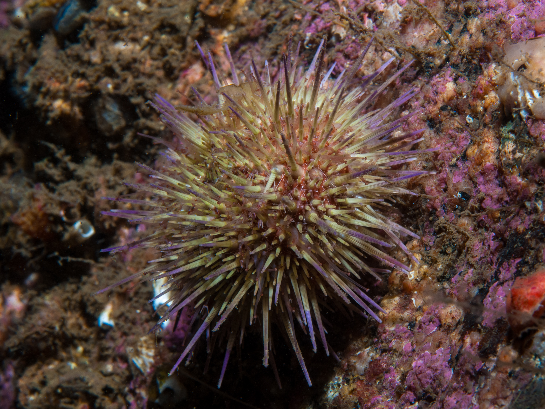Psammechinus miliaris image: _b136854