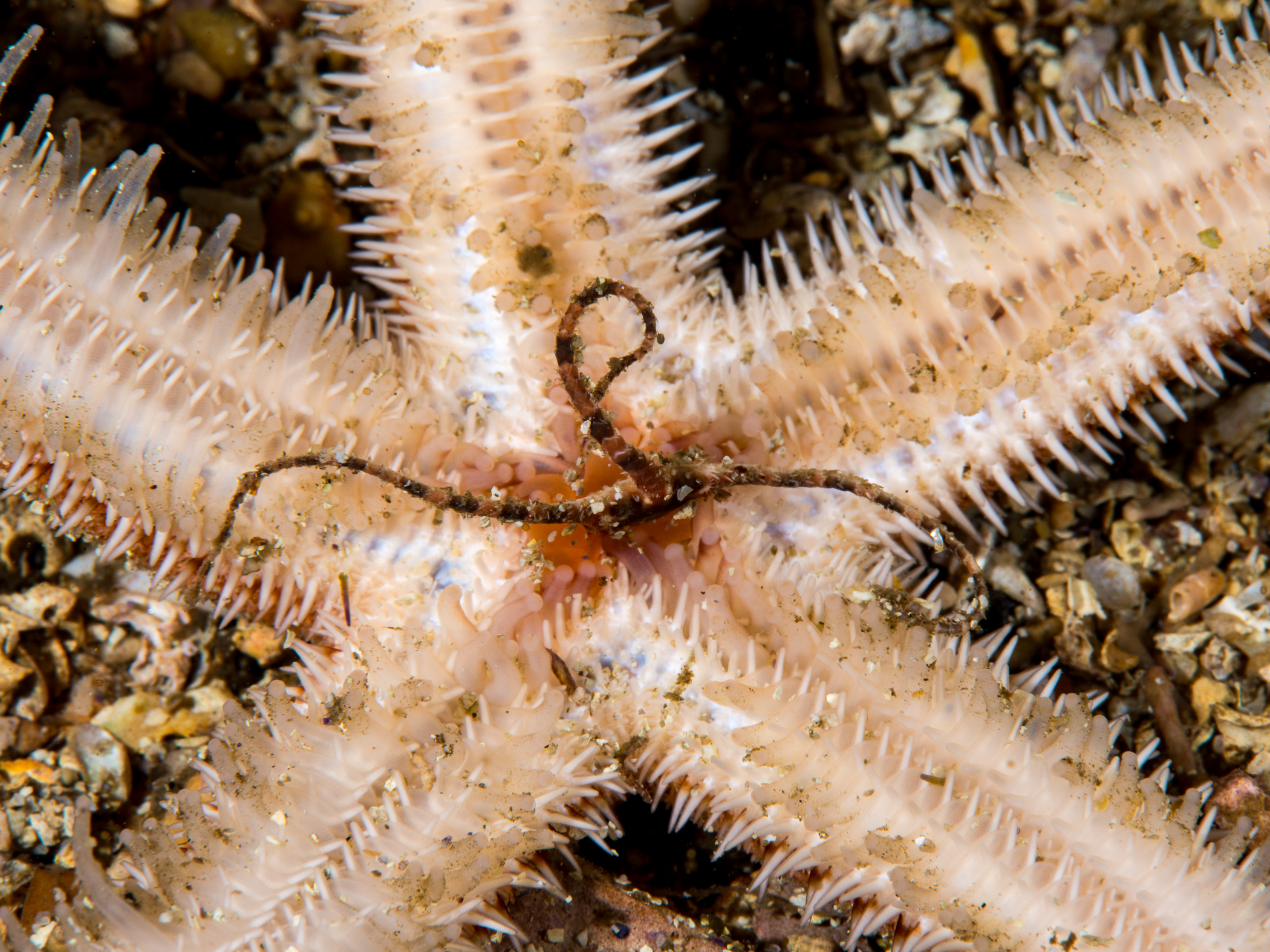 image: Luidia sarsii. <em>Luidia sarsii</em> eating the brittlestar <em>Ophiura ophiura</em>, Gulen, Norway, 2014.