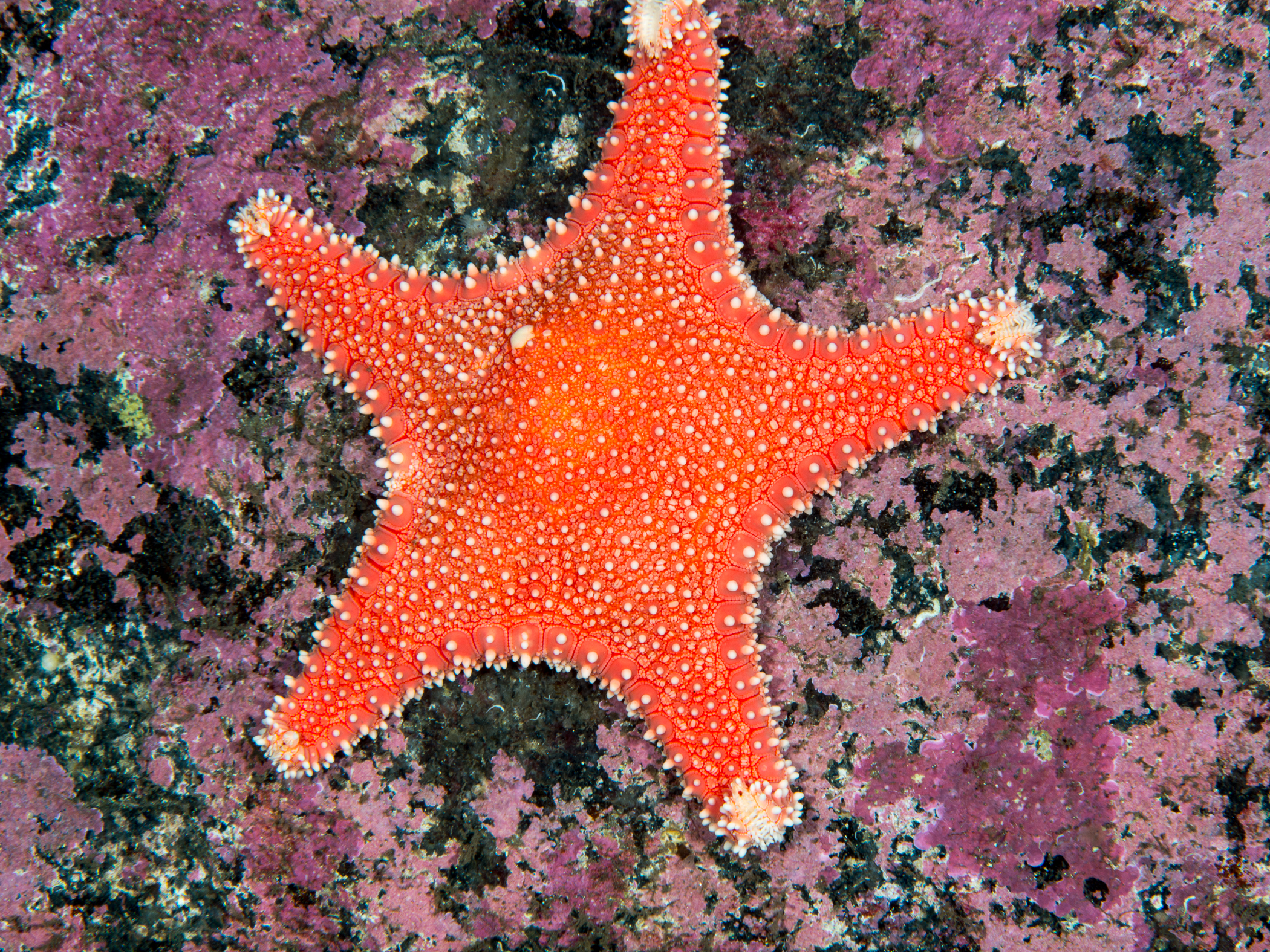 image: Hippasteria phrygiana. Gulen, Norway, 2015.
