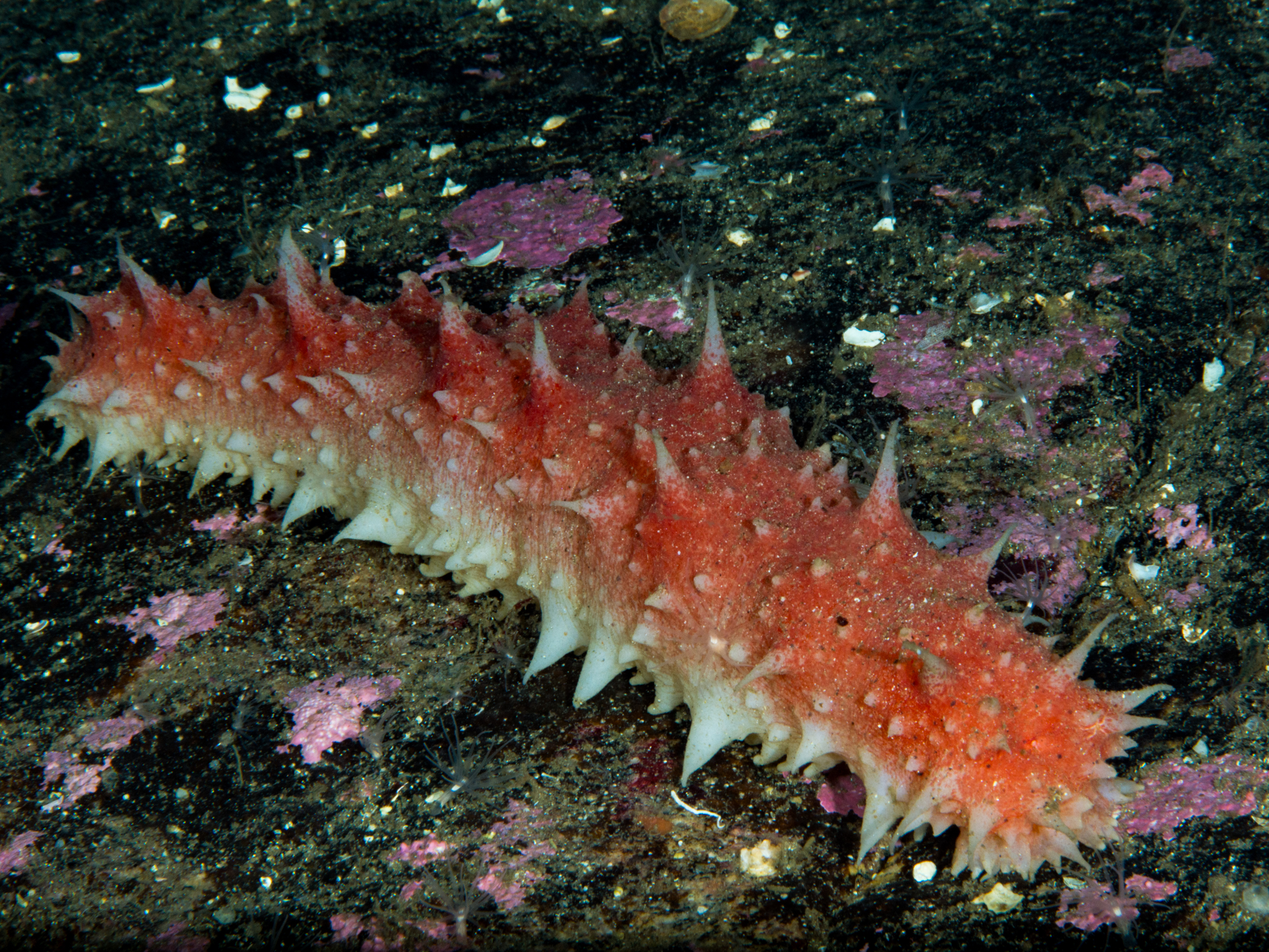 image: Parastichopus tremulus. Guløyna, Norway, 25 m, 2015-03-18.